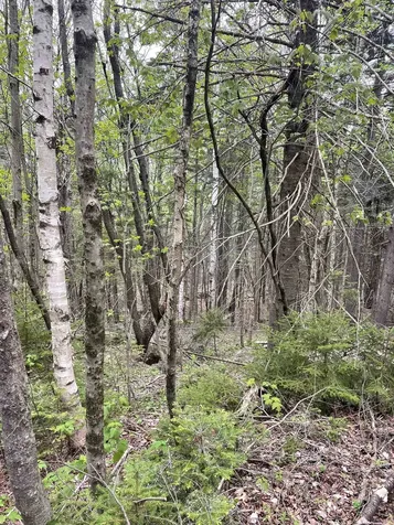 Map 8 Lot 29 Martin Rd Road Washington NH 03280