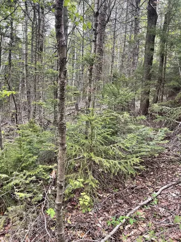 Map 8 Lot 29 Martin Rd Road Washington NH 03280