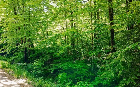 00 Camp Brook Road Alstead NH 03602