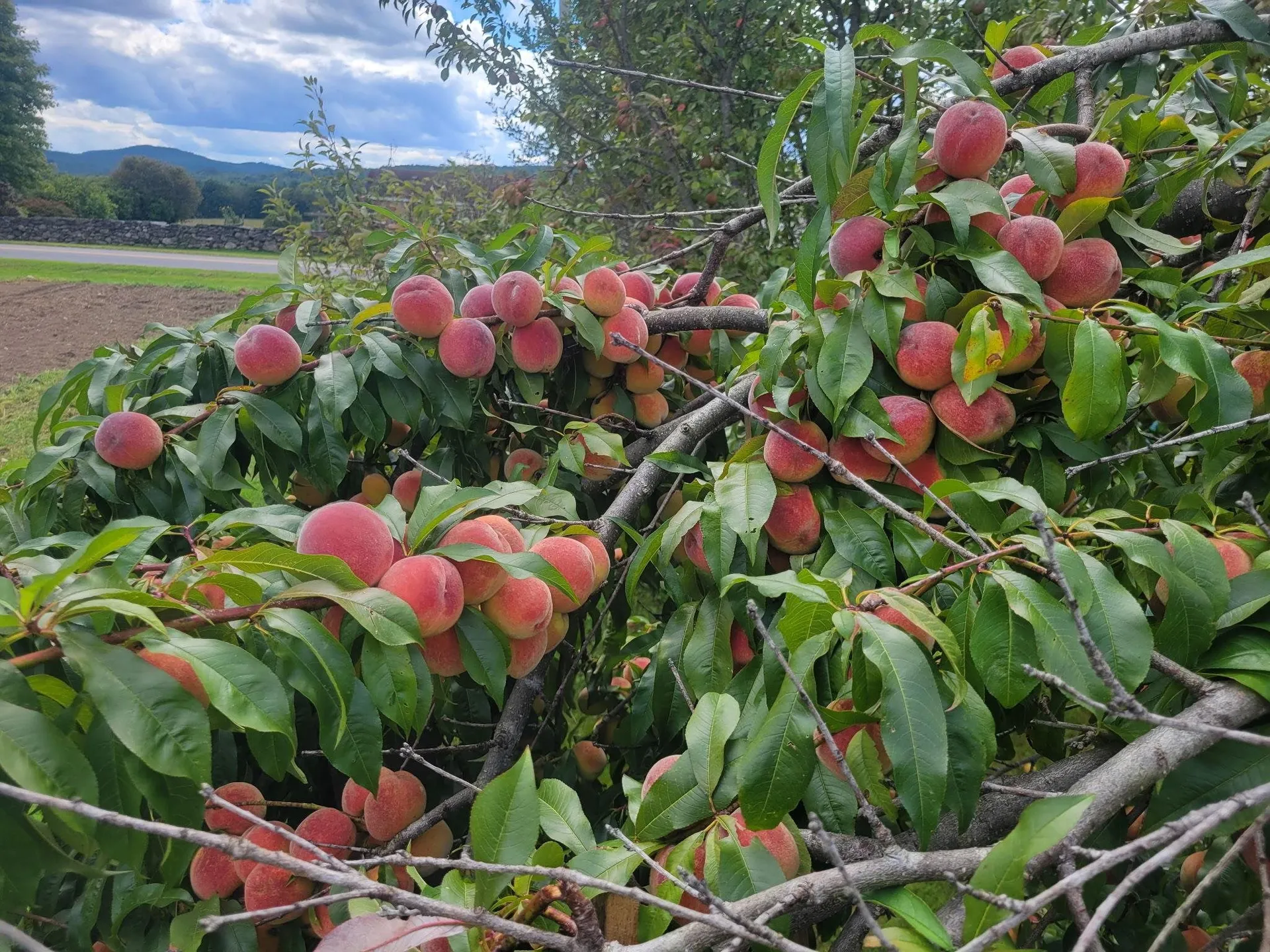 133 Baltimore Road Springfield VT 05150