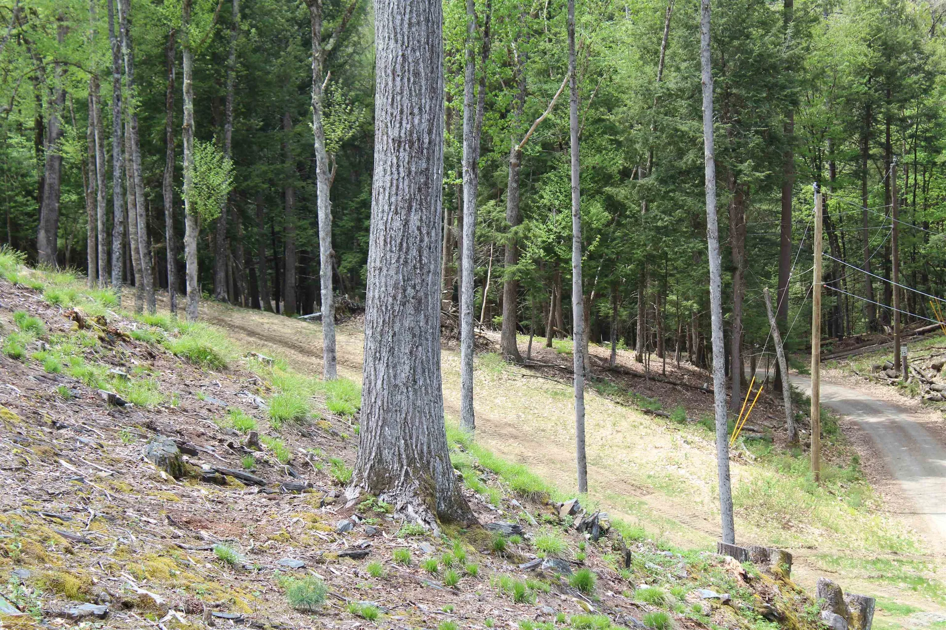 Lot 23/24 Wetherbee Road Lyman NH 03585