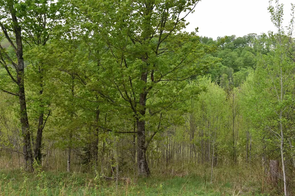 Lot B Windmill Lane Williamstown VT 05679