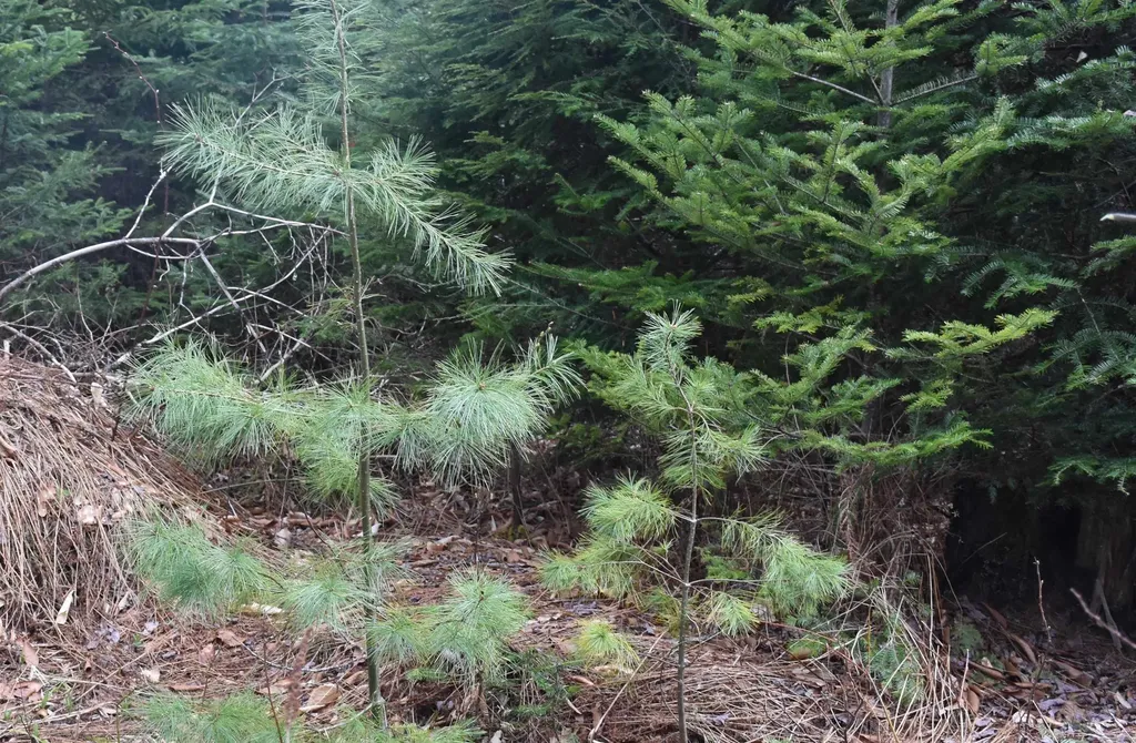 Lot B Windmill Lane Williamstown VT 05679