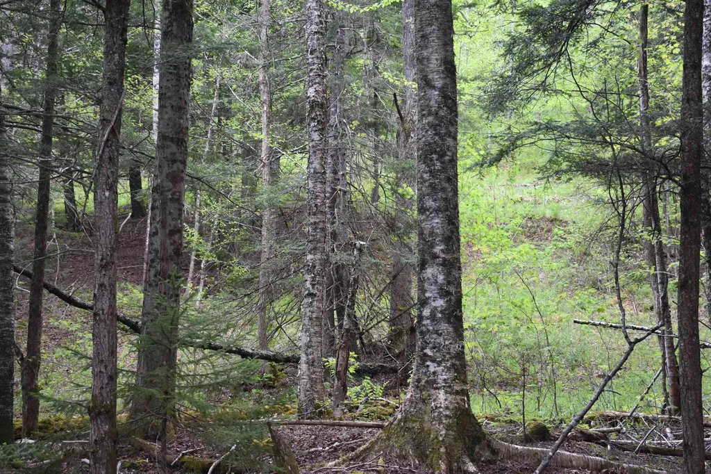 Lot B Windmill Lane Williamstown VT 05679