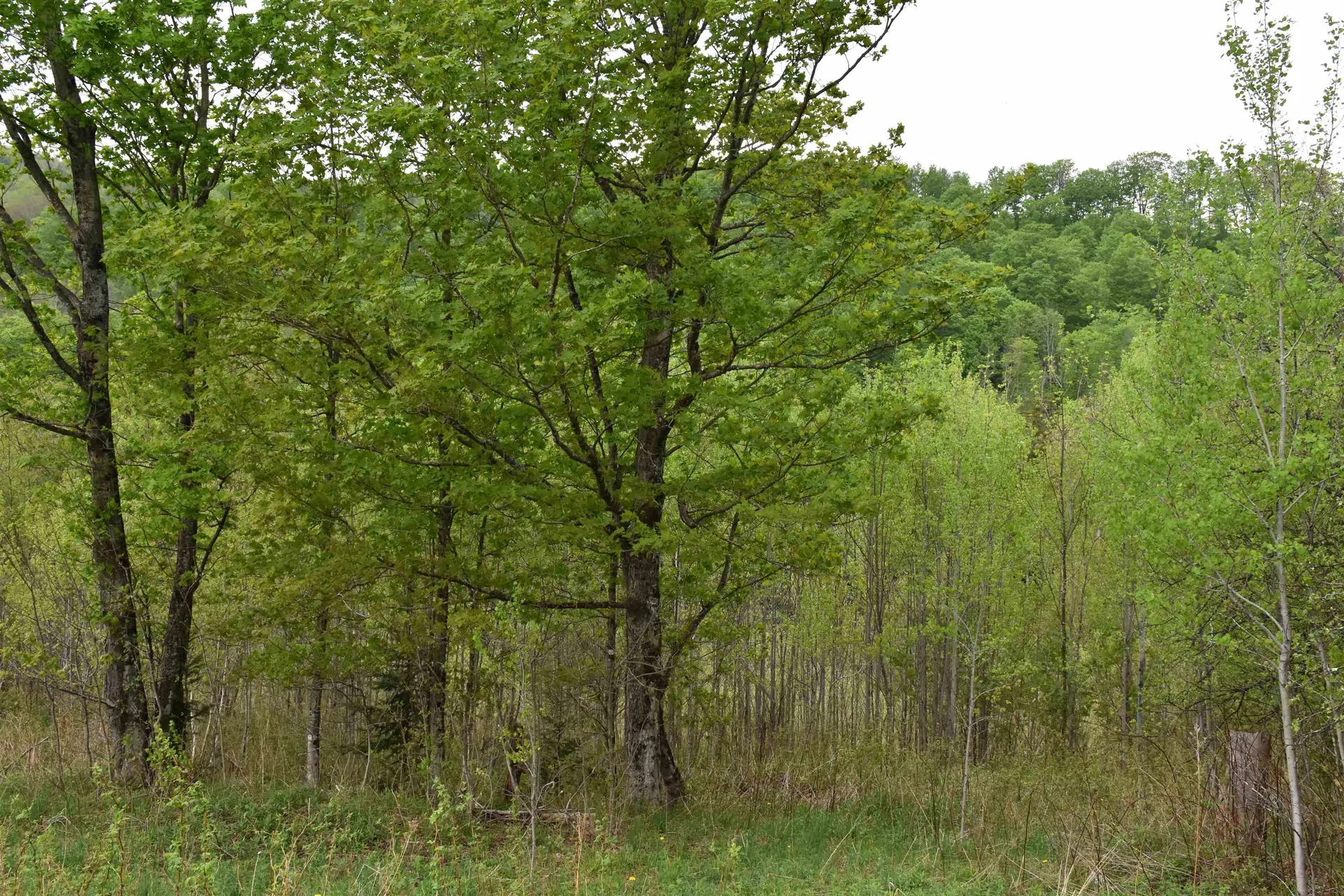 Lot B Windmill Lane Williamstown VT 05679