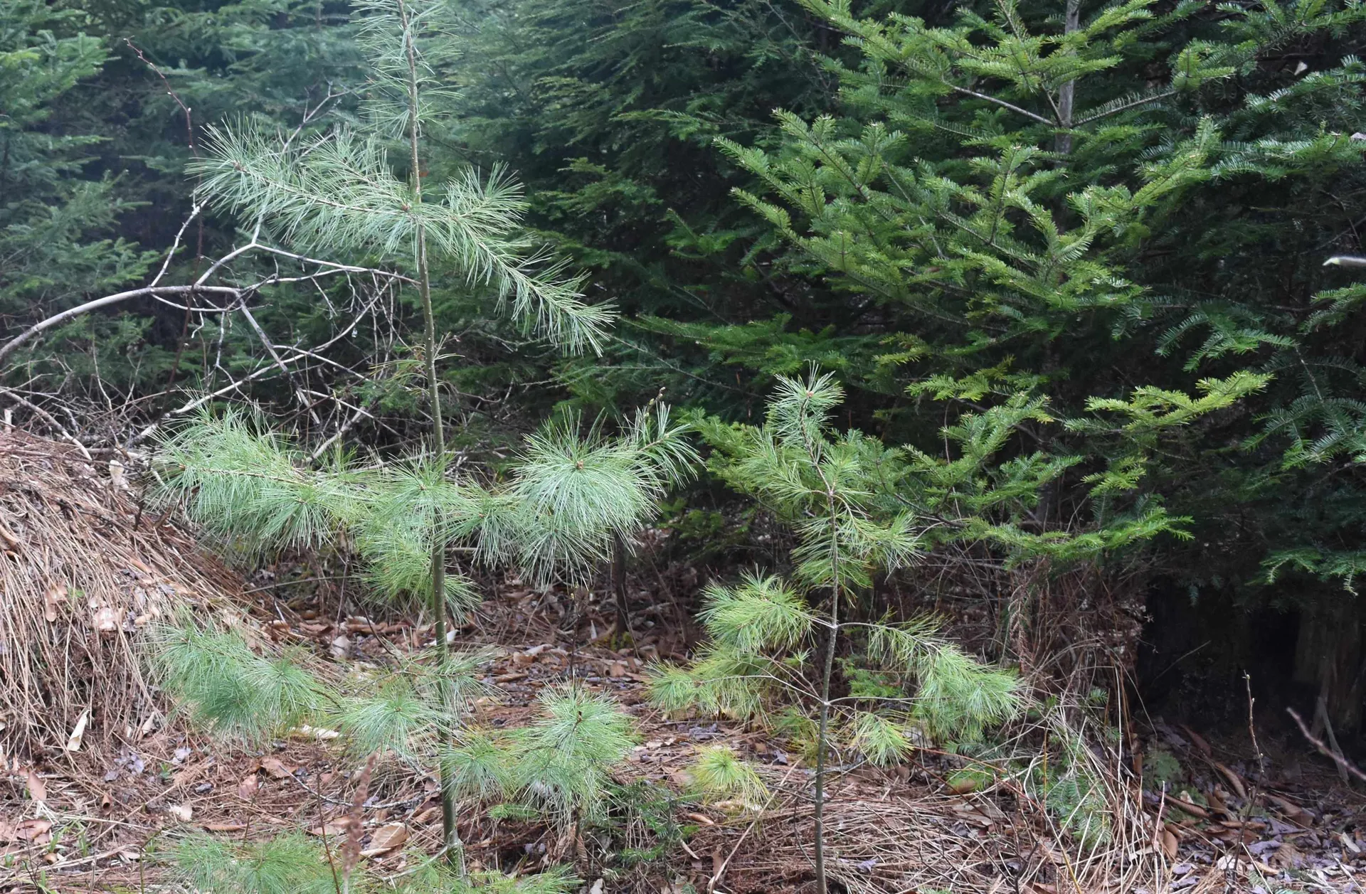 Lot B Windmill Lane Williamstown VT 05679