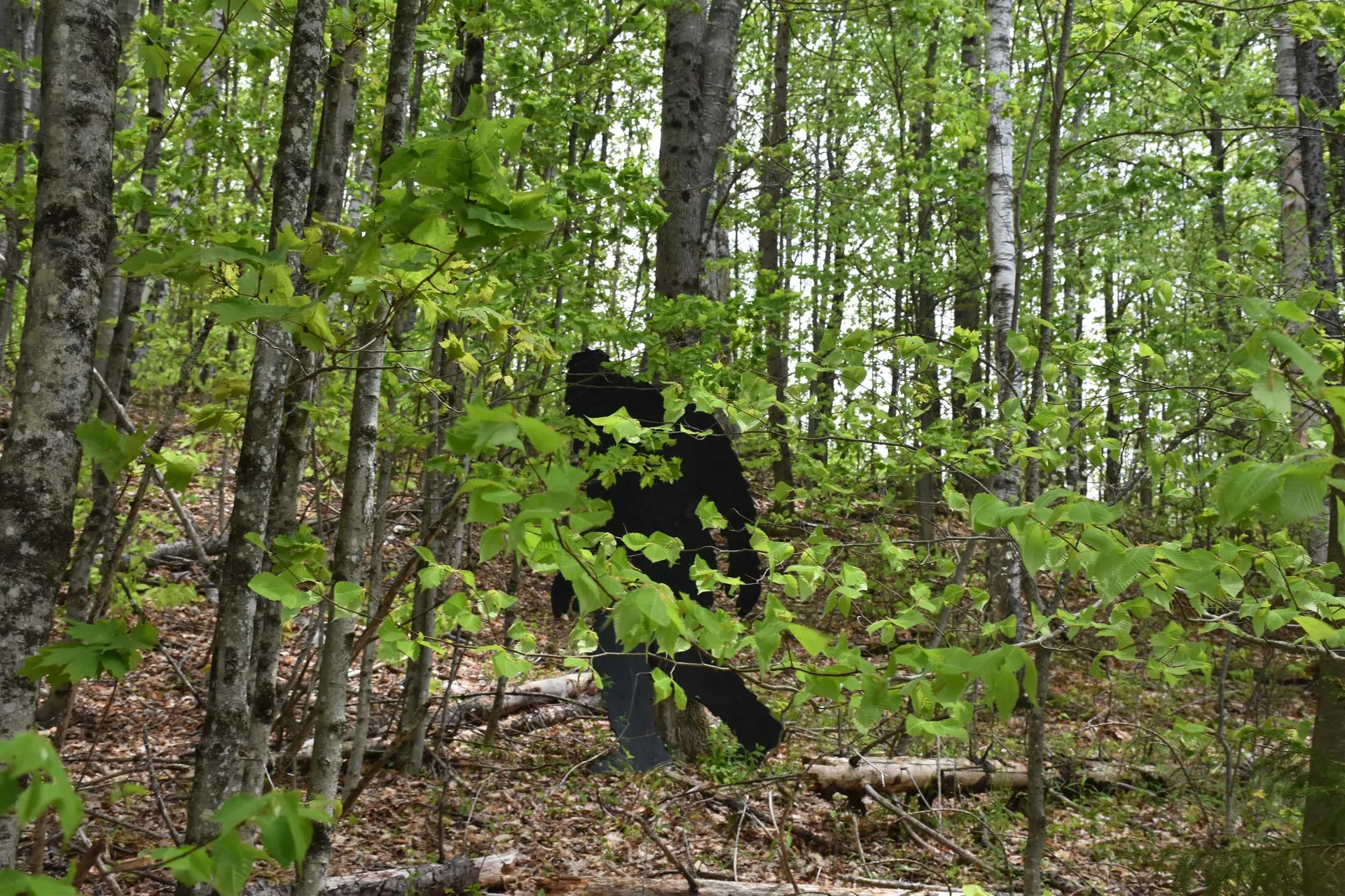 Lot B Windmill Lane Williamstown VT 05679