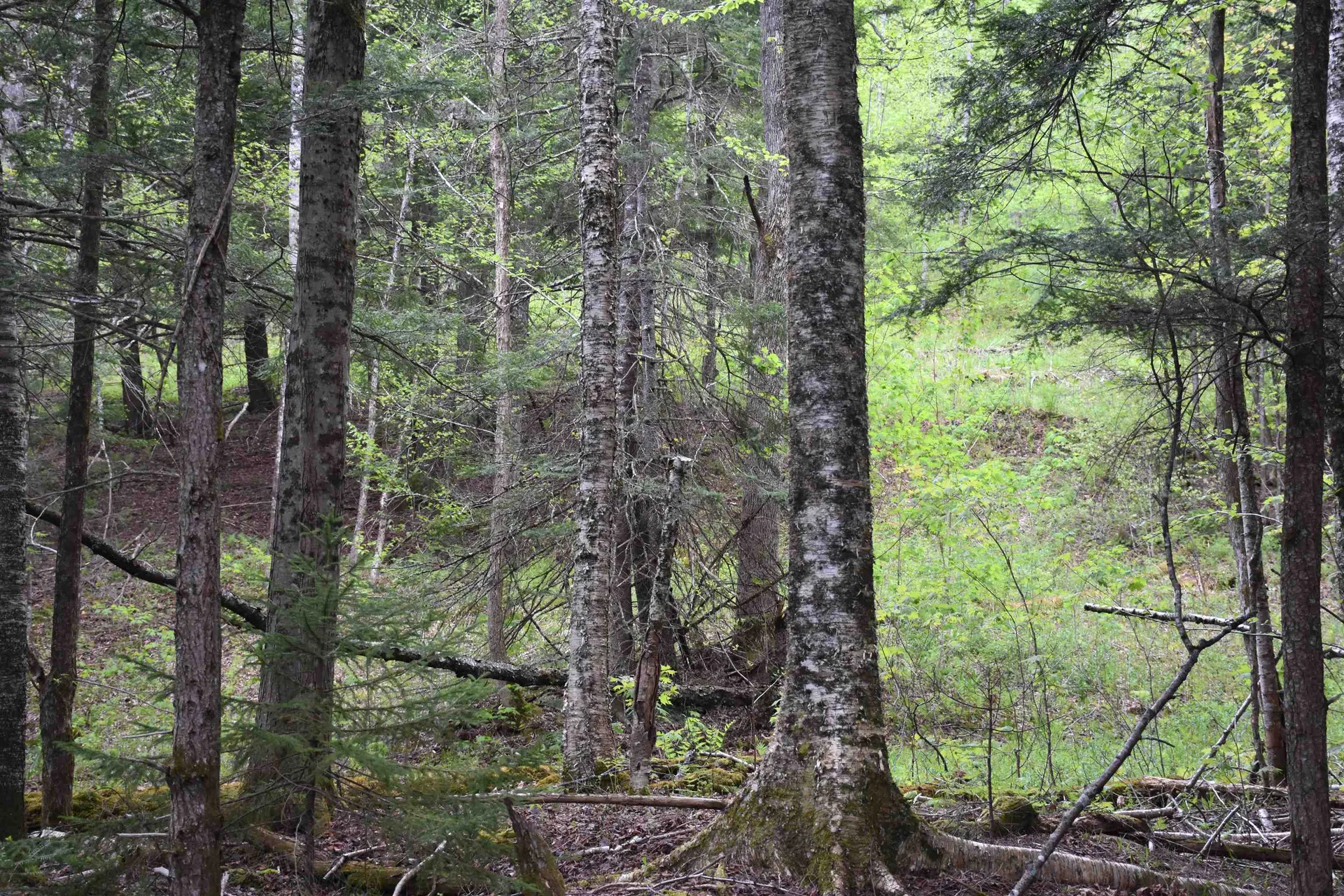 Lot B Windmill Lane Williamstown VT 05679