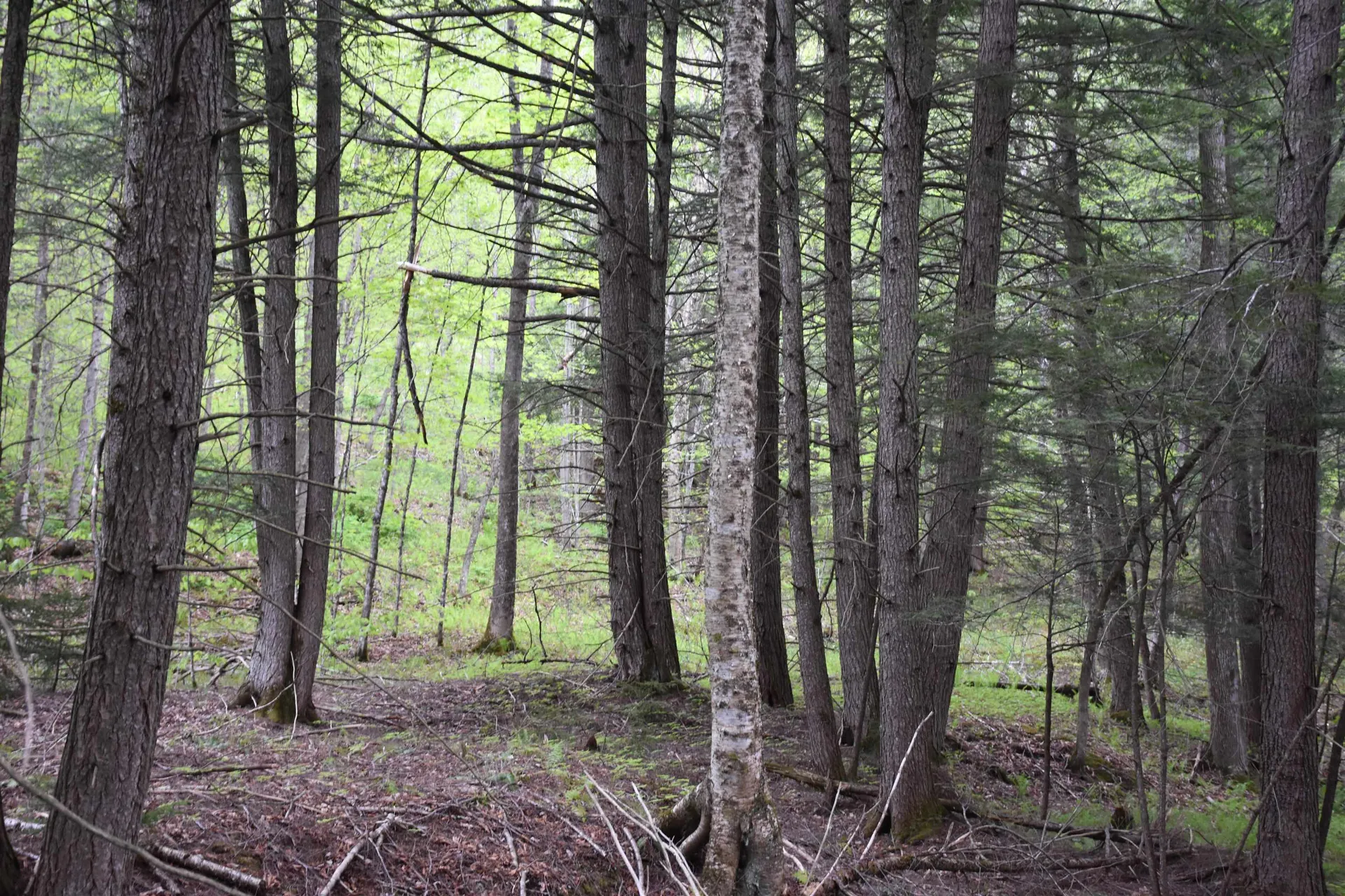 Lot B Windmill Lane Williamstown VT 05679
