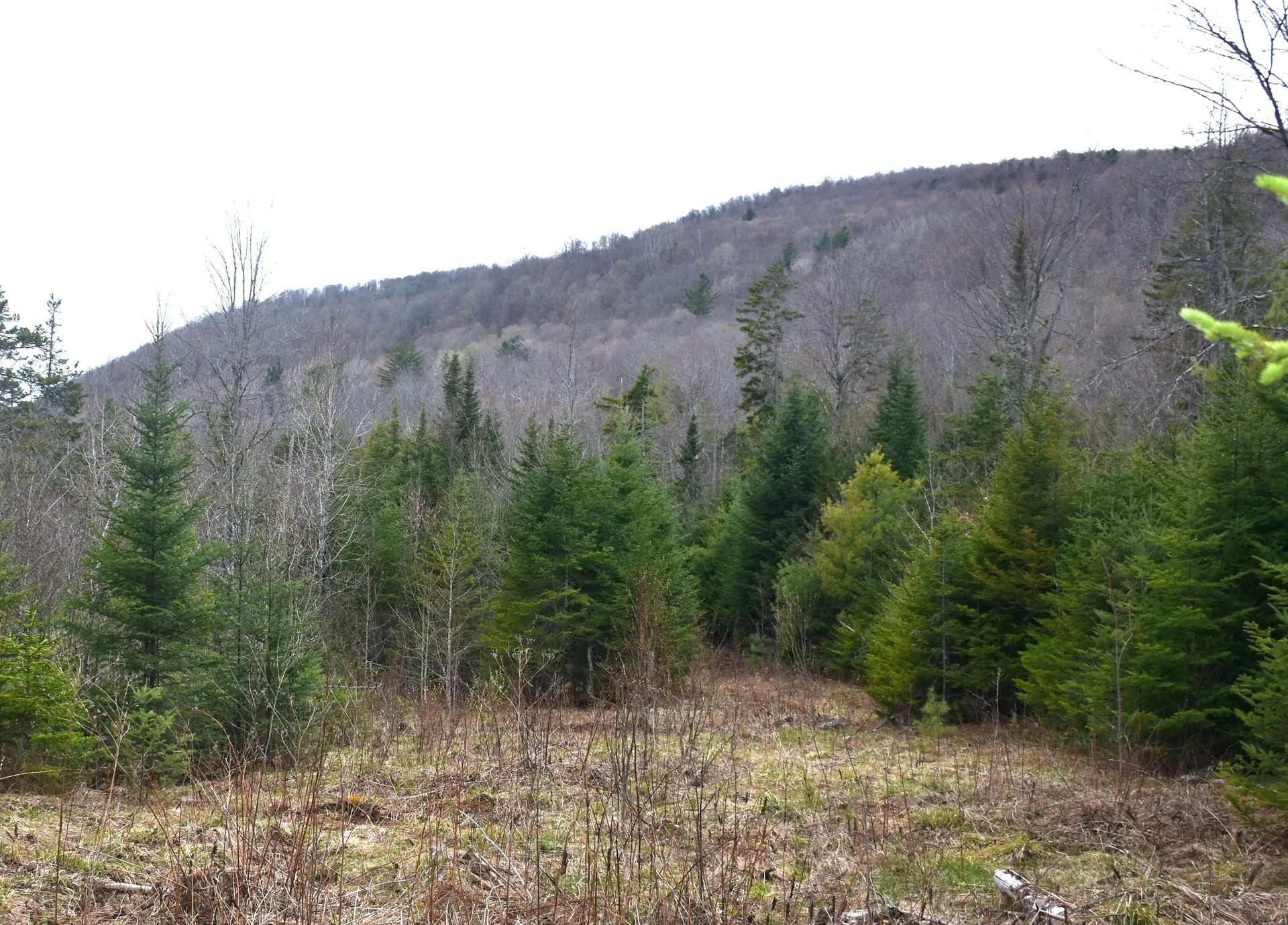 Lot B Windmill Lane Williamstown VT 05679