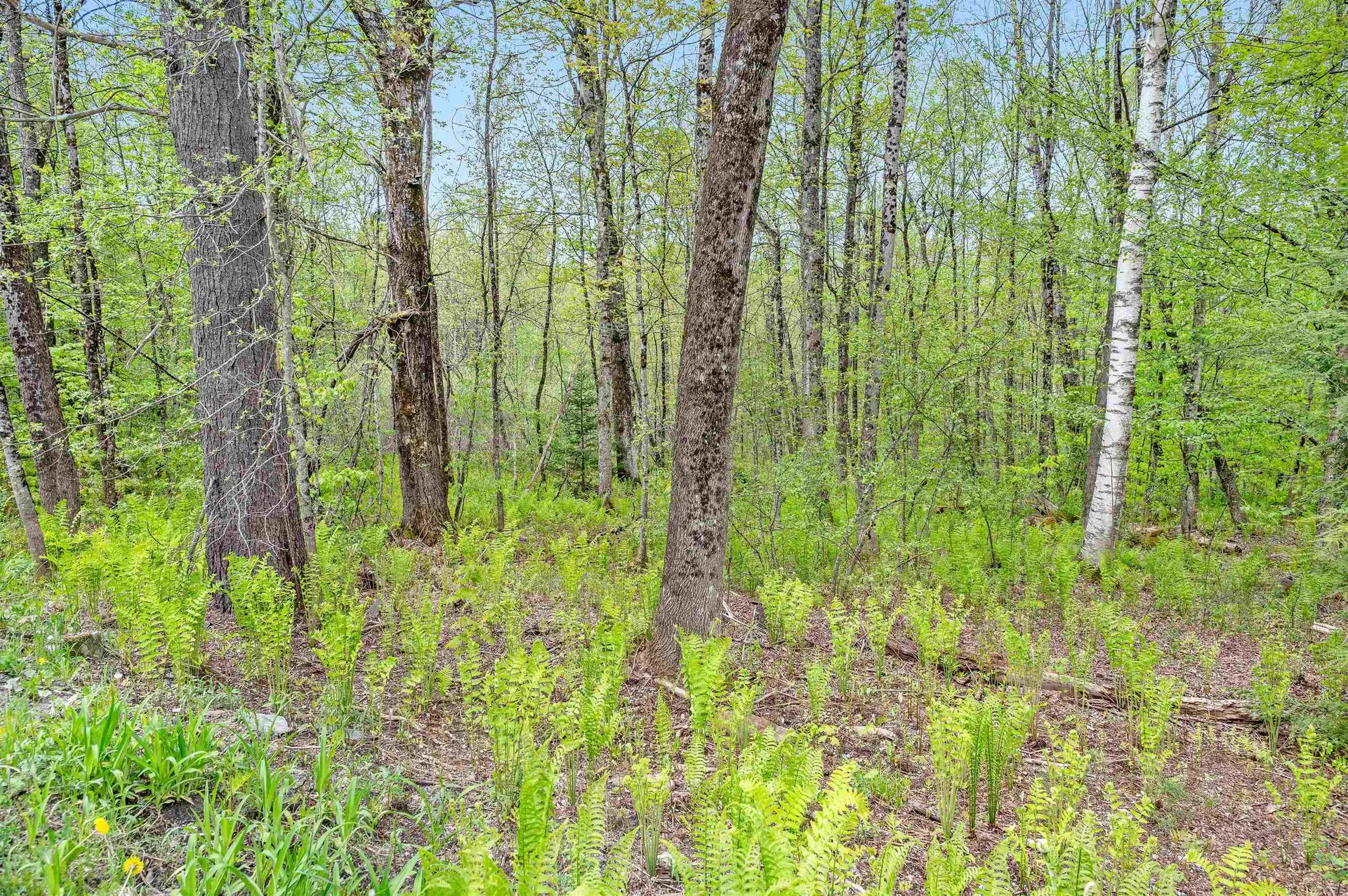 Duxbury VT, 753 Scrabble Hill Road