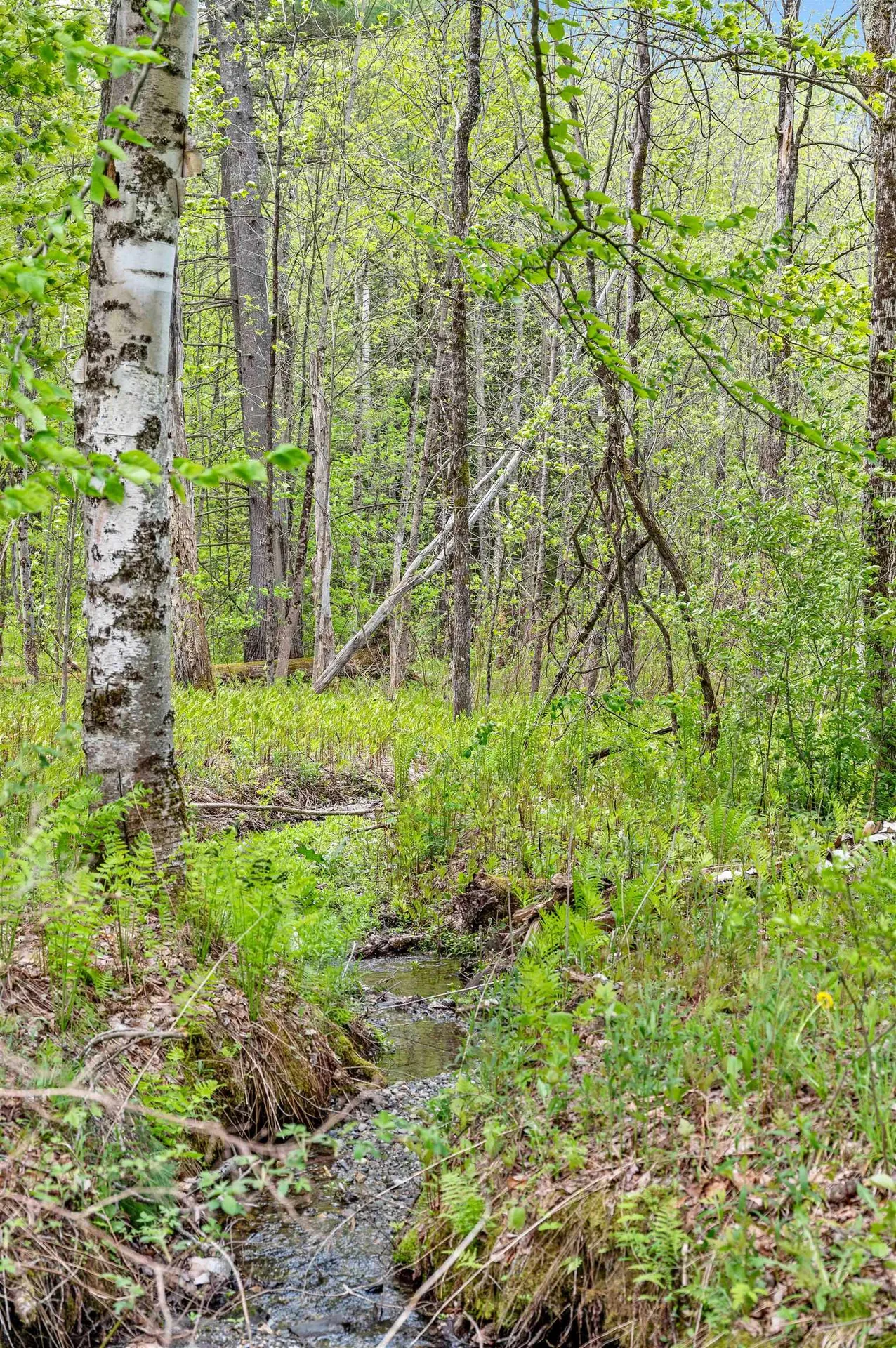 753 Scrabble Hill Road Duxbury VT 05676
