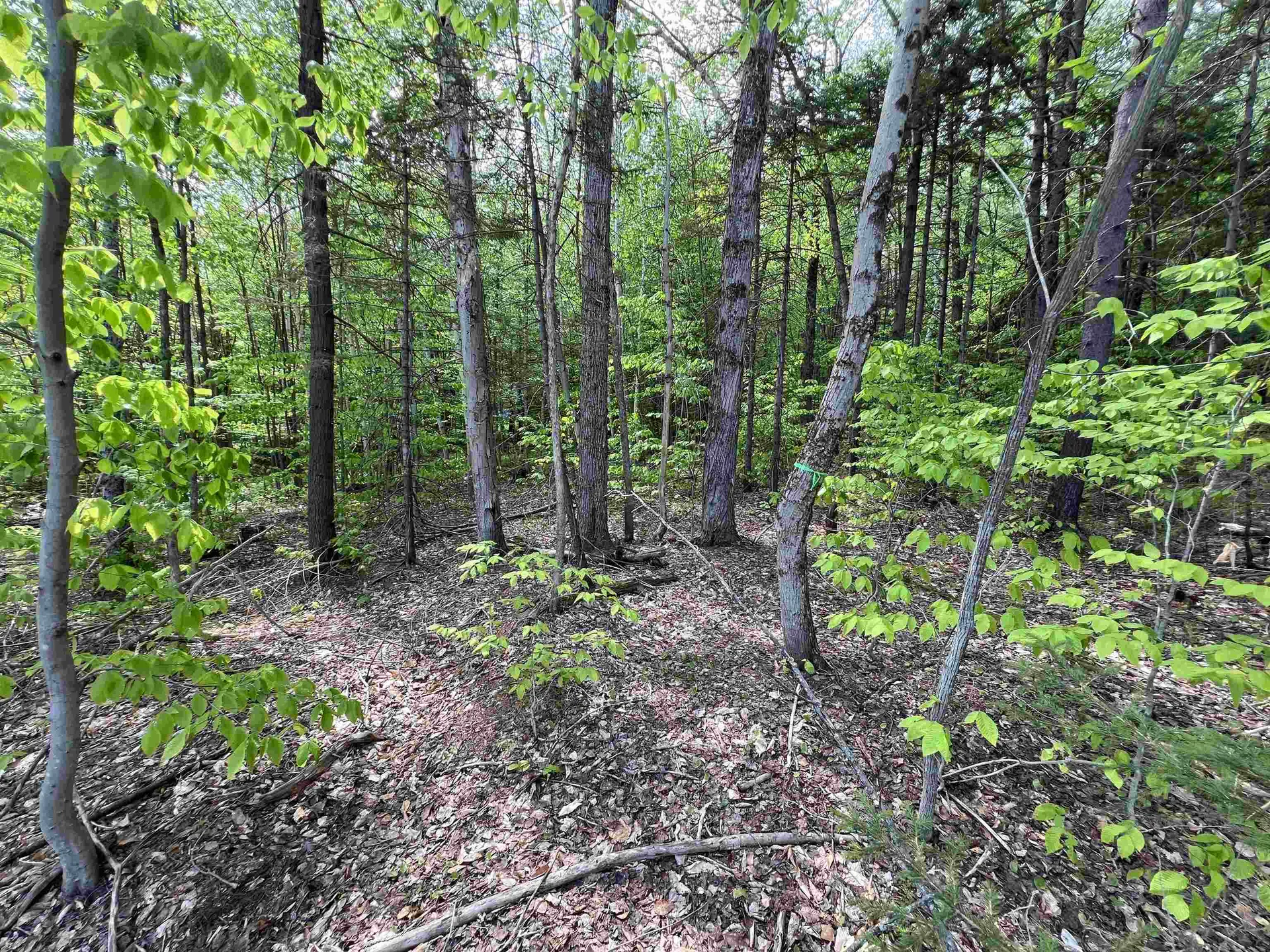 170 Maple Drive Wardsboro VT 05355