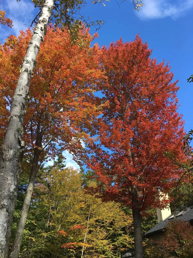 352 Edwins Pond Road Rochester VT 05767