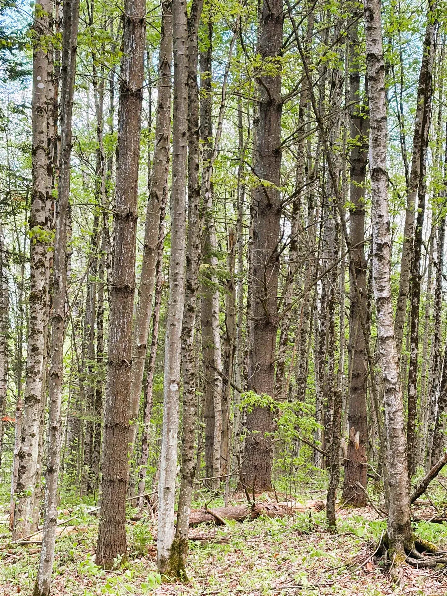 30 Dalton Road Dalton NH 03598