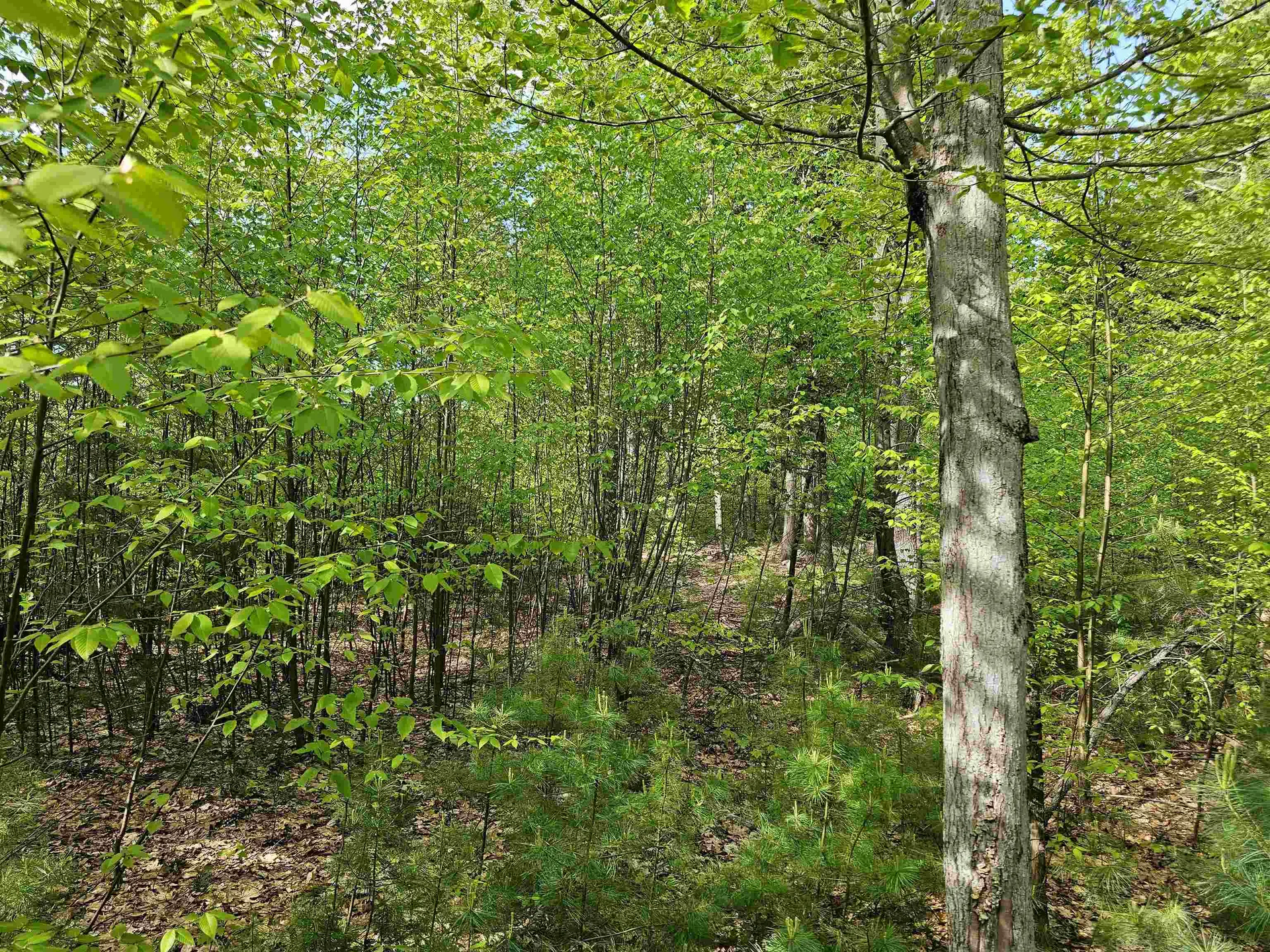 Lot 26 Province Road Belmont NH 03220
