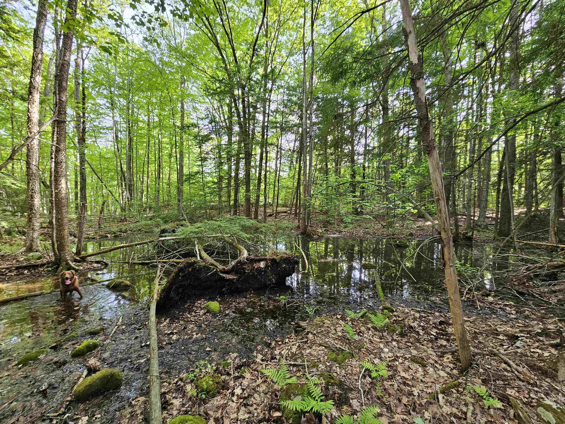 Lot 26 Province Road Belmont NH 03220