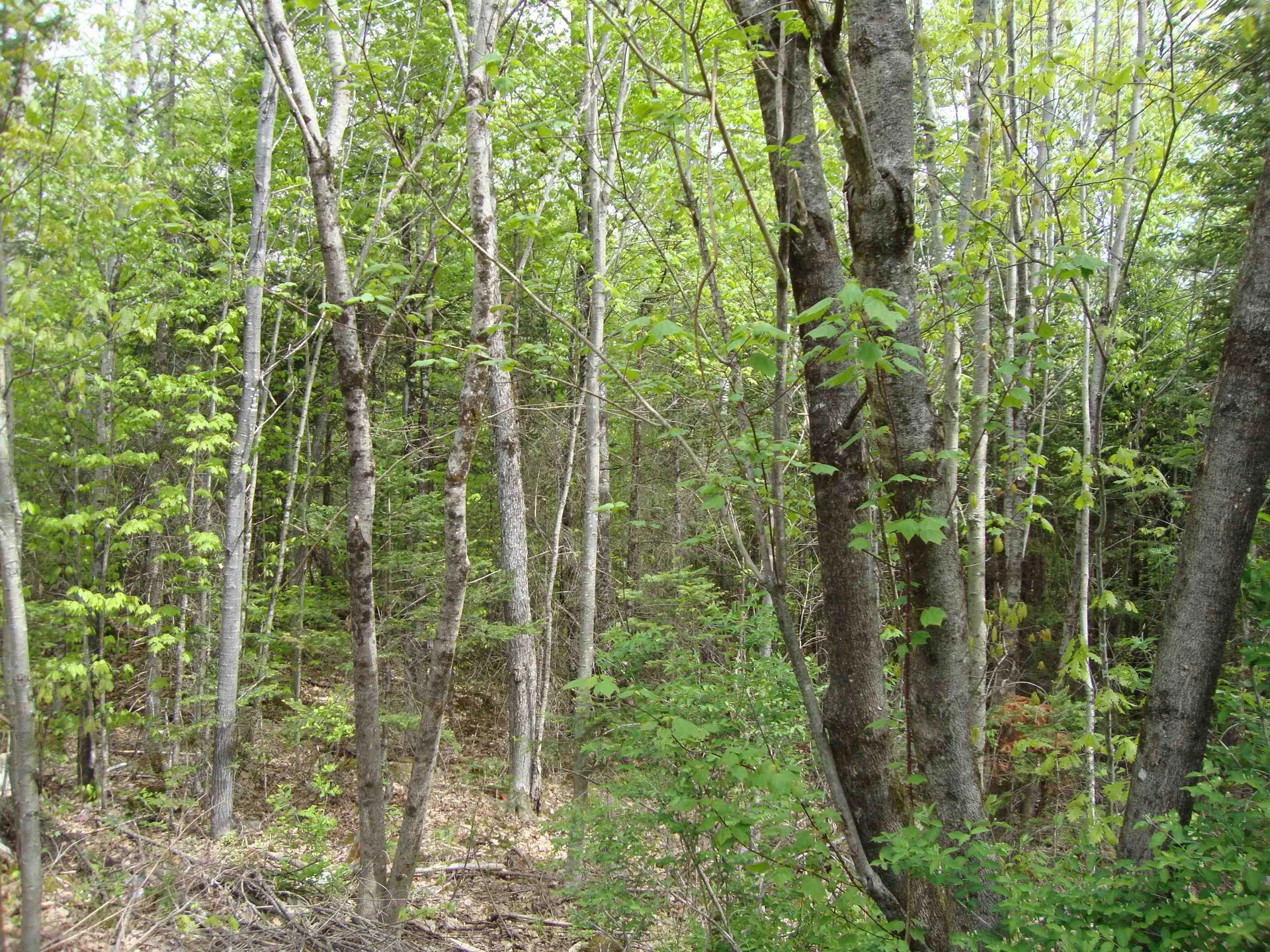 208 Grafton Turnpike Road Canaan NH 03741