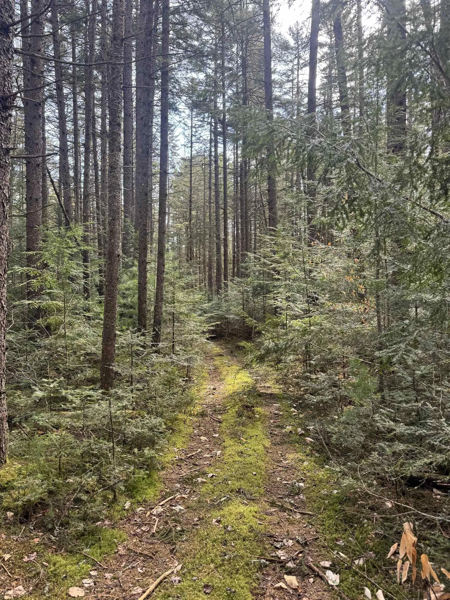 Tbd Buck Hill Road Westfield VT 05874