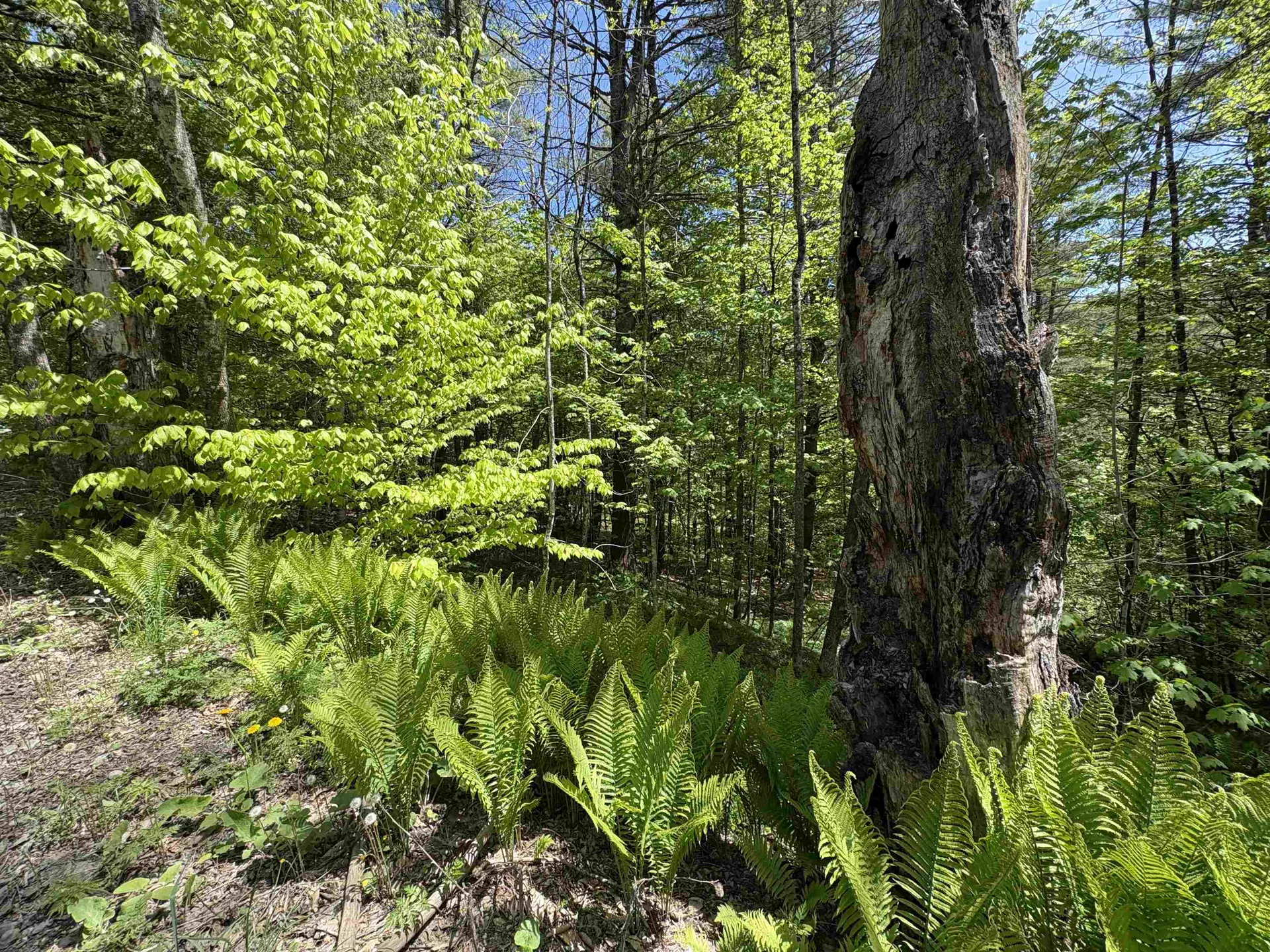 0000 Bear Hill Road Brookfield VT 05036