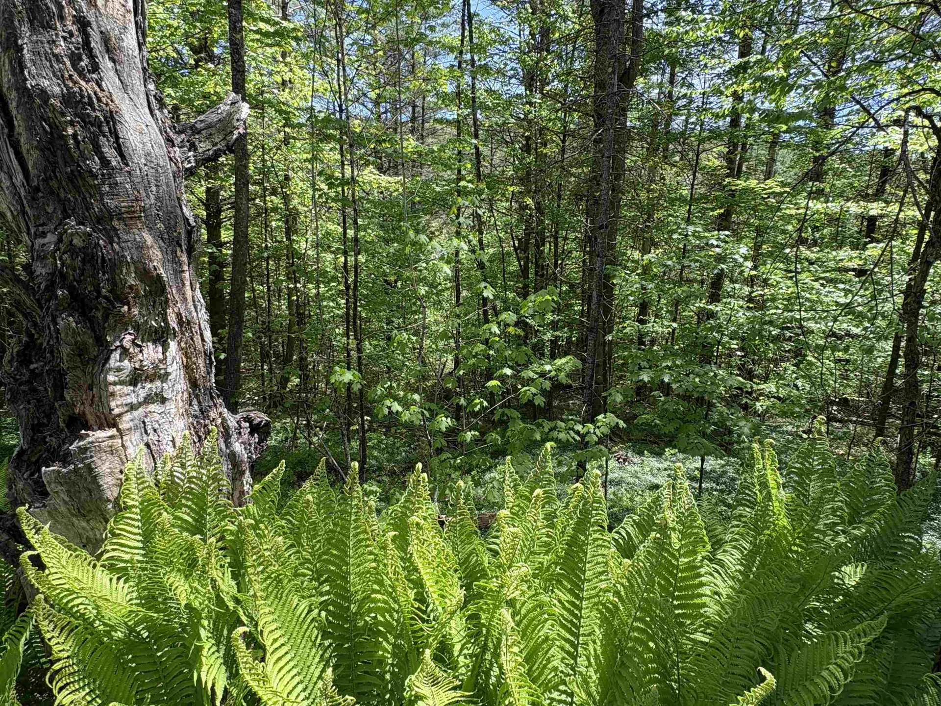 0000 Bear Hill Road Brookfield VT 05036
