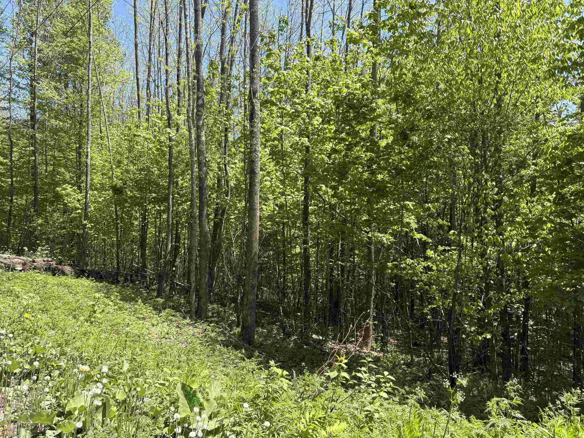 0000 Bear Hill Road Brookfield VT 05036