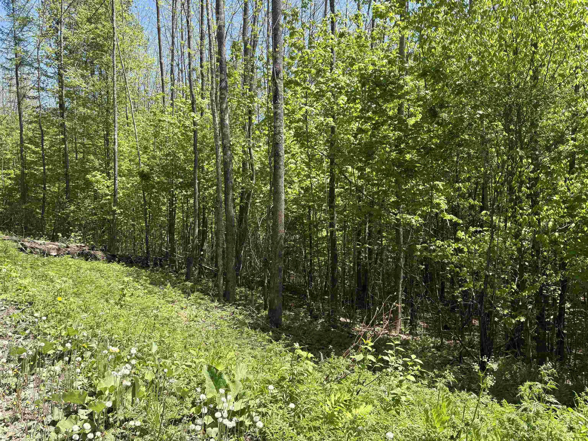 0000 Bear Hill Road Brookfield VT 05036
