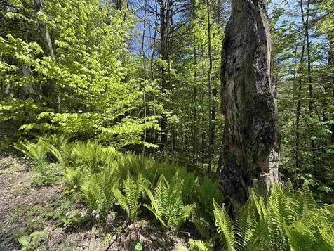 0000 Bear Hill Road Brookfield VT 05036