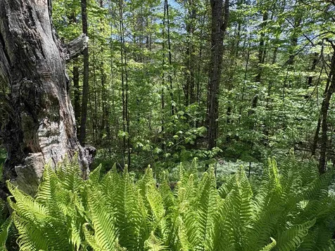 0000 Bear Hill Road Brookfield VT 05036