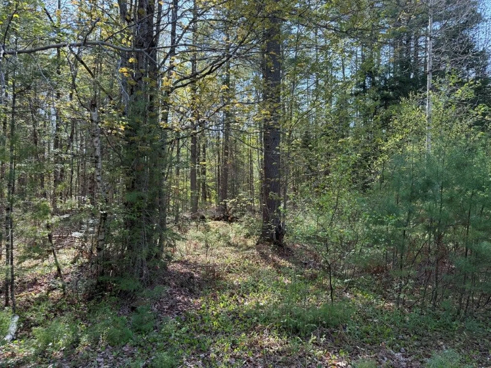 48 Spa Road Danbury NH 03230