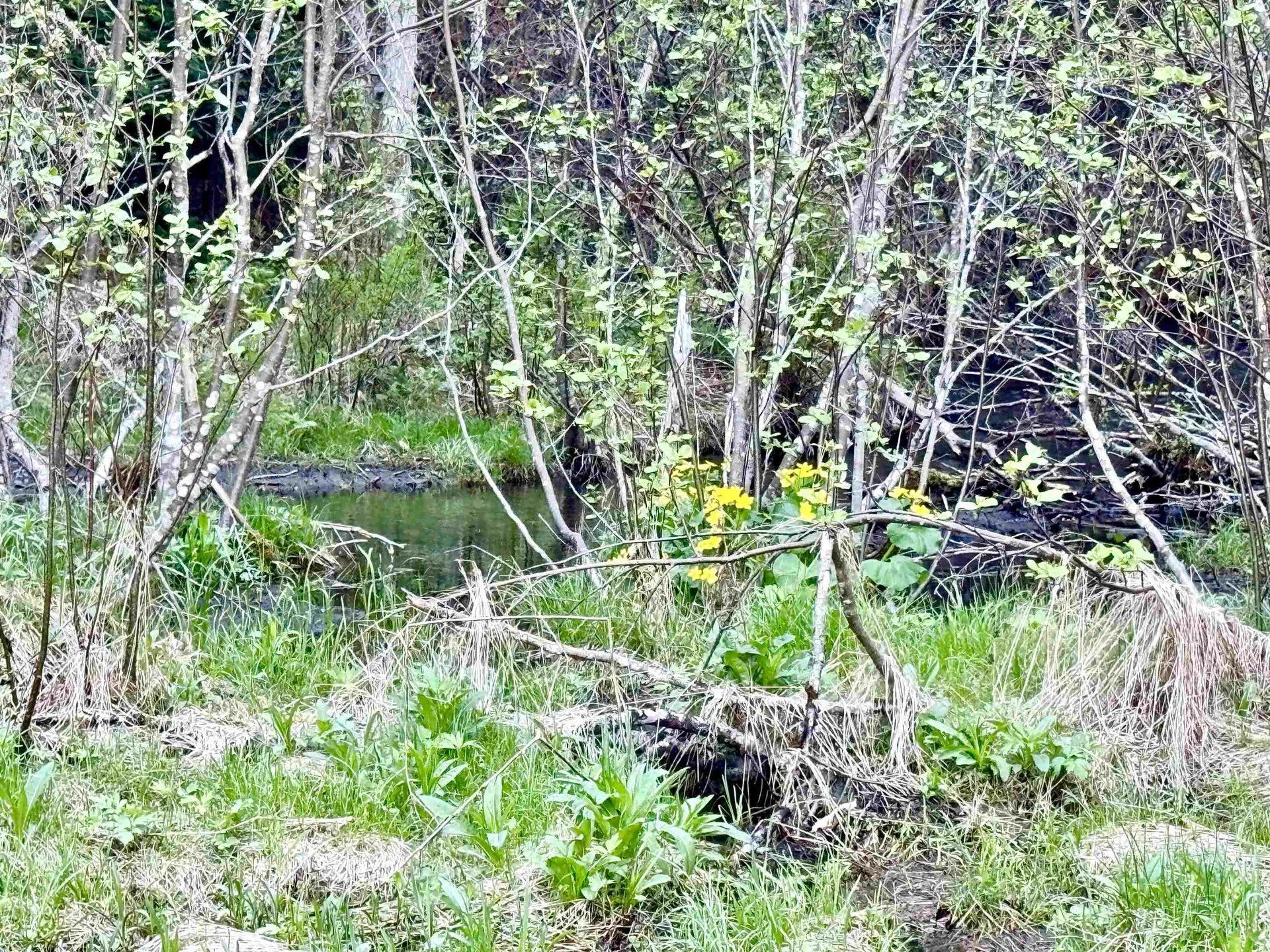 Lot 8 Gulch Brook Road Stewartstown NH 03576