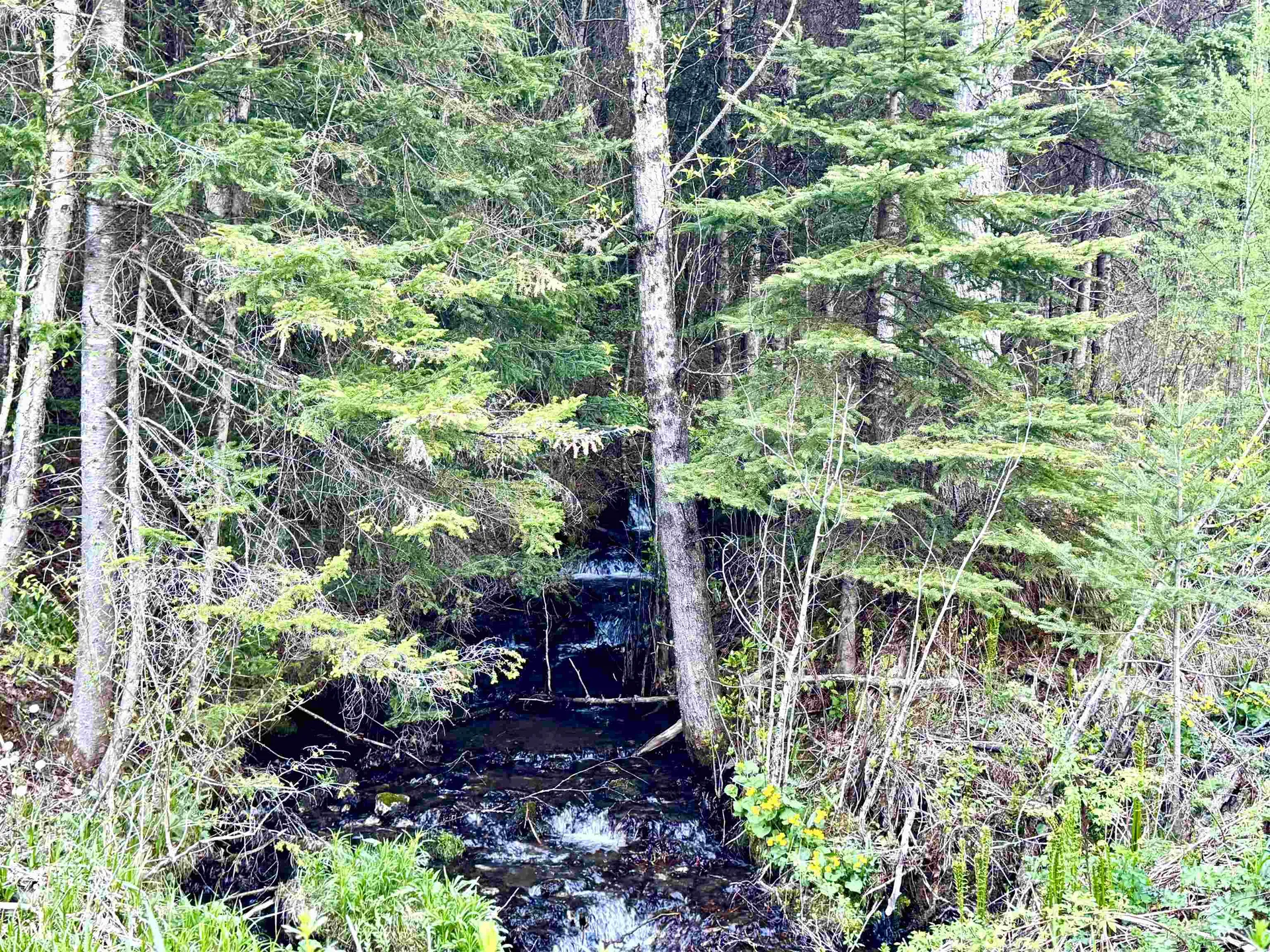 Lot 8 Gulch Brook Road Stewartstown NH 03576
