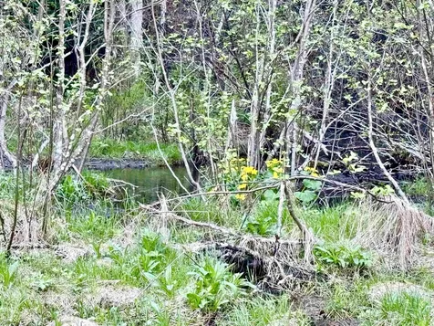 Lot 8 Gulch Brook Road Stewartstown NH 03576