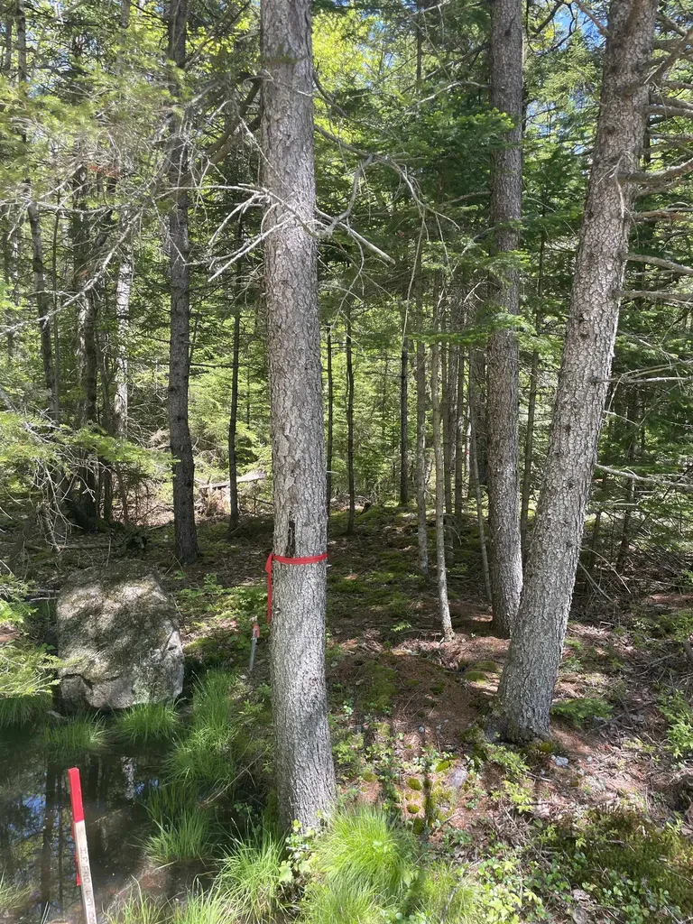 M14 L56 Taylor Circle Washington NH 03280