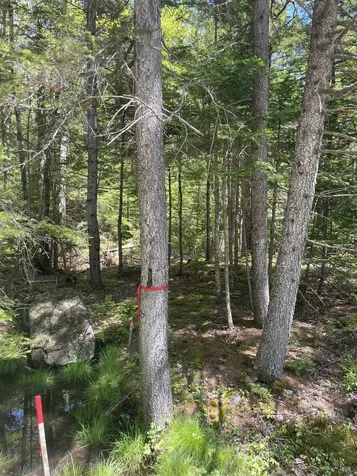 M14 L56 Taylor Circle Washington NH 03280