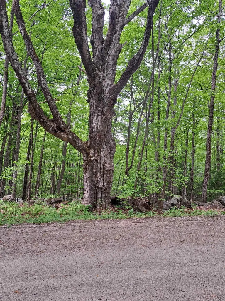 81 Hart Farm Road Deering NH 03244
