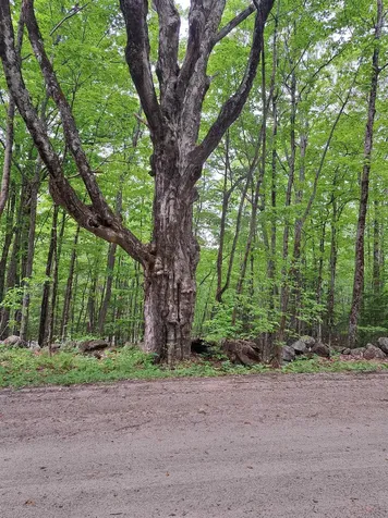 81 Hart Farm Road Deering NH 03244