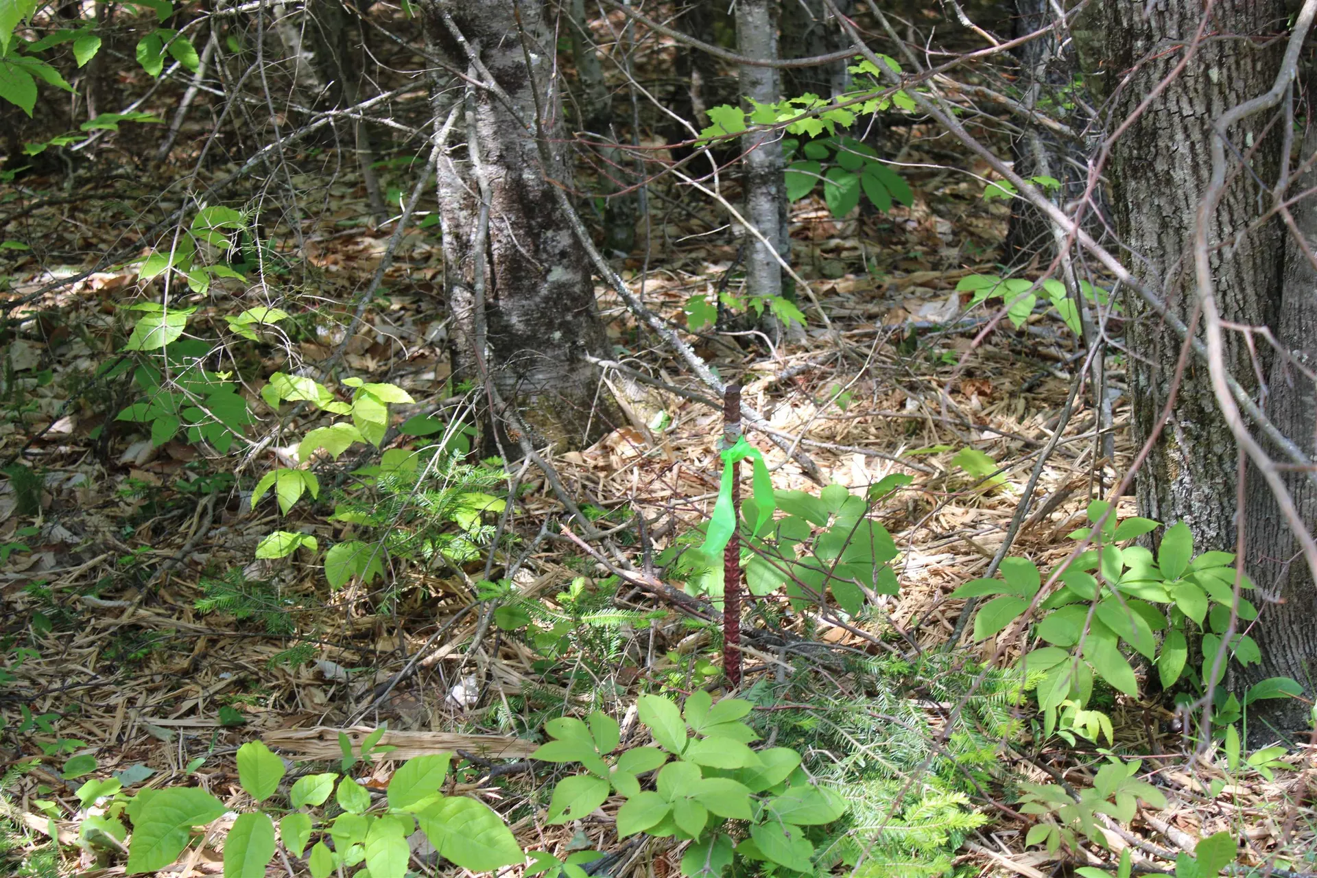 Leonard Hill Concord VT 05824
