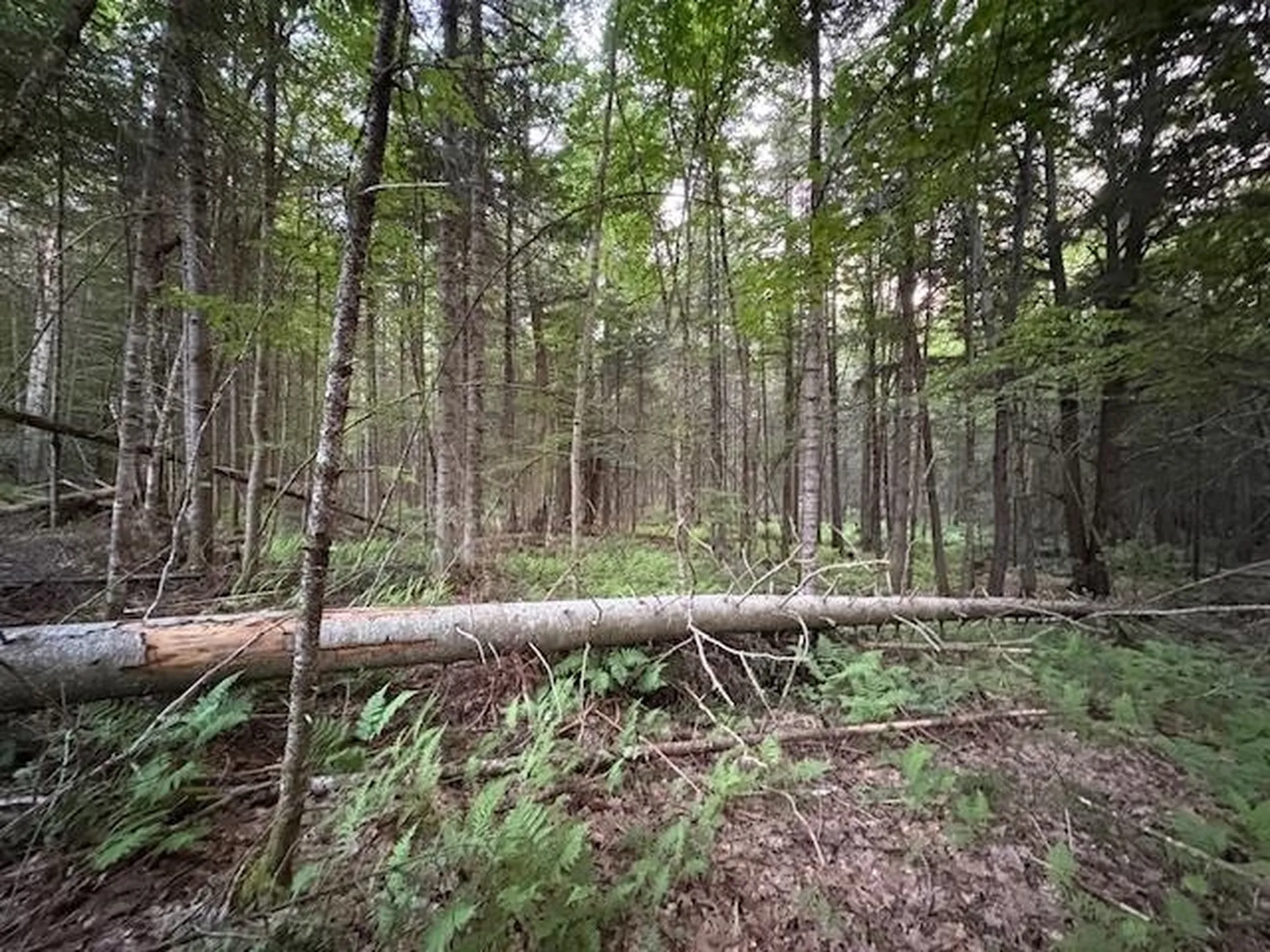 95 Langway Road Lyman NH 03585