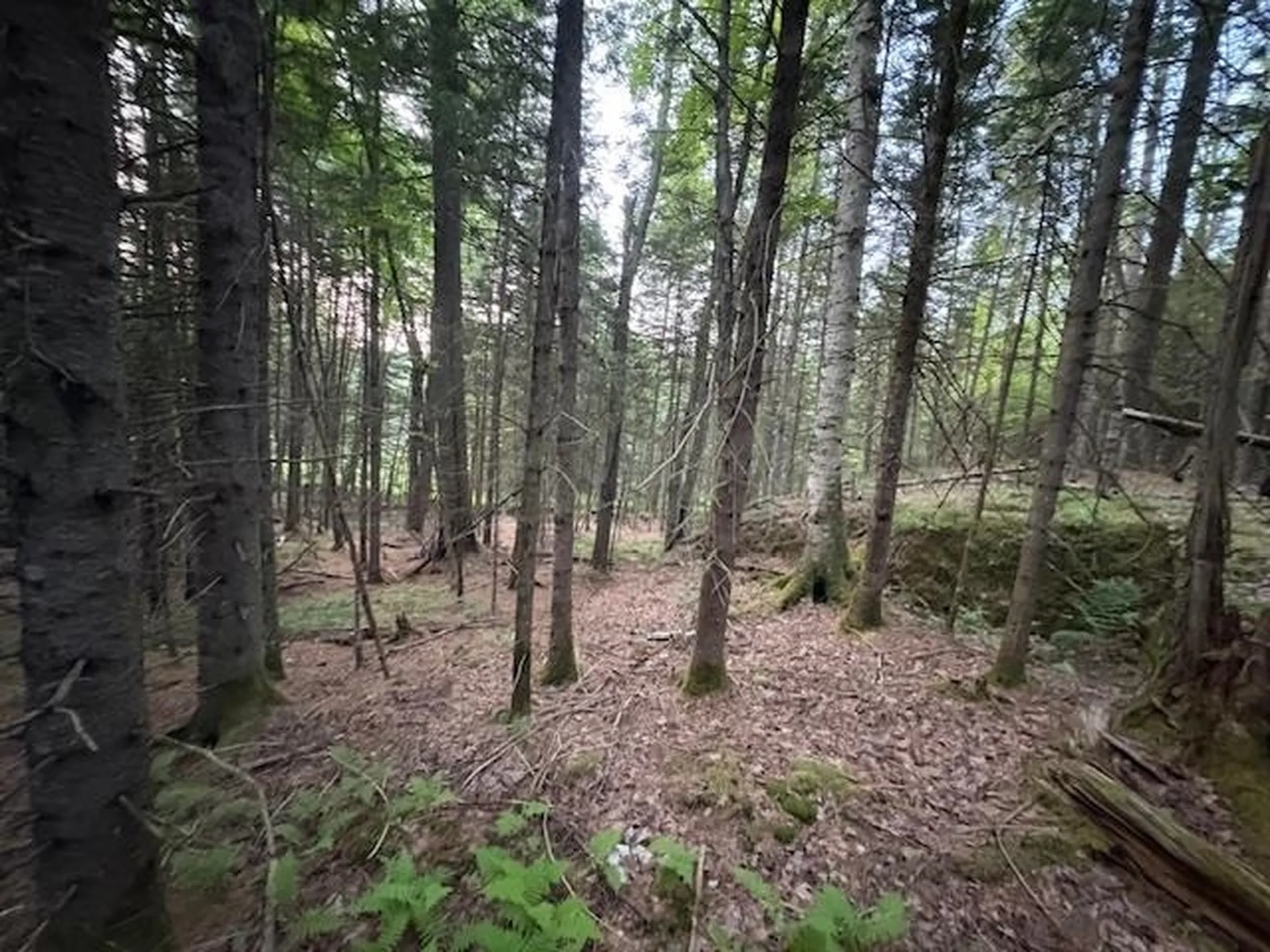 95 Langway Road Lyman NH 03585