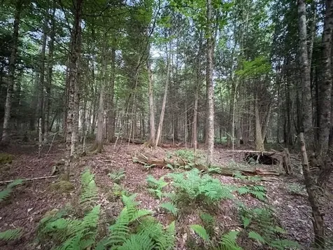 95 Langway Road Lyman NH 03585