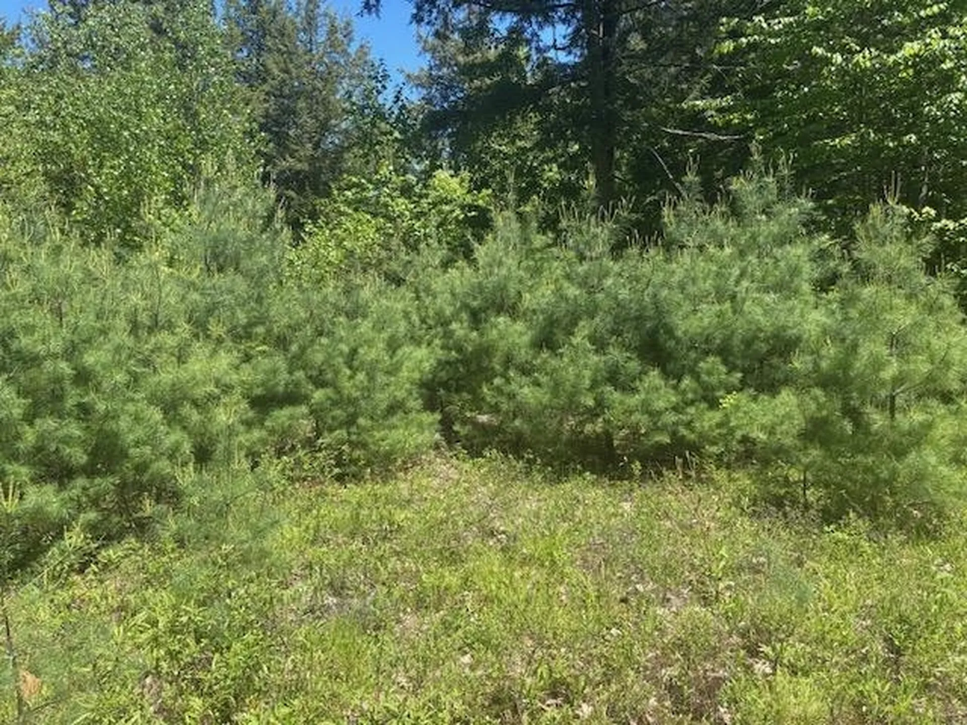 1010 Green Mountain Road Effingham NH 03882