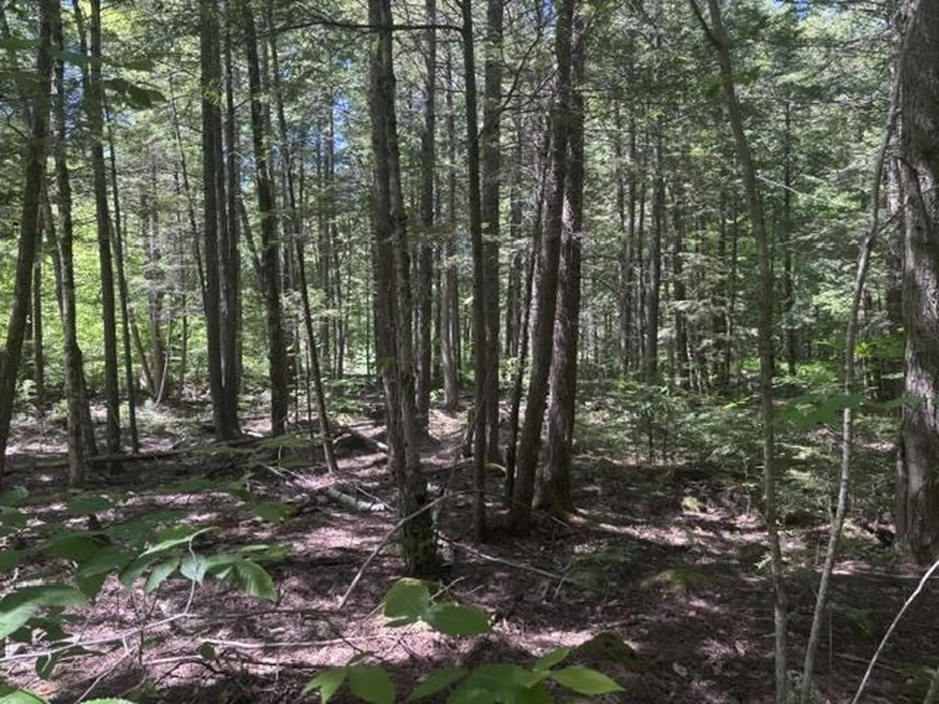 1010 Green Mountain Road Effingham NH 03882