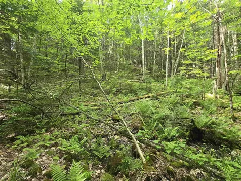 0 Thorn Hill Road Jackson NH 03845