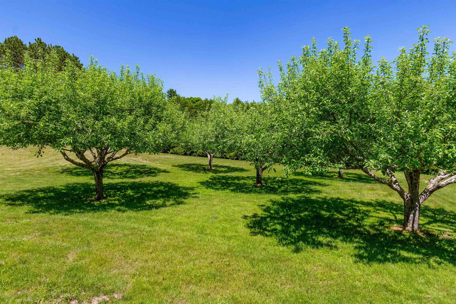 219 Cedar Drive Sheldon VT 05483