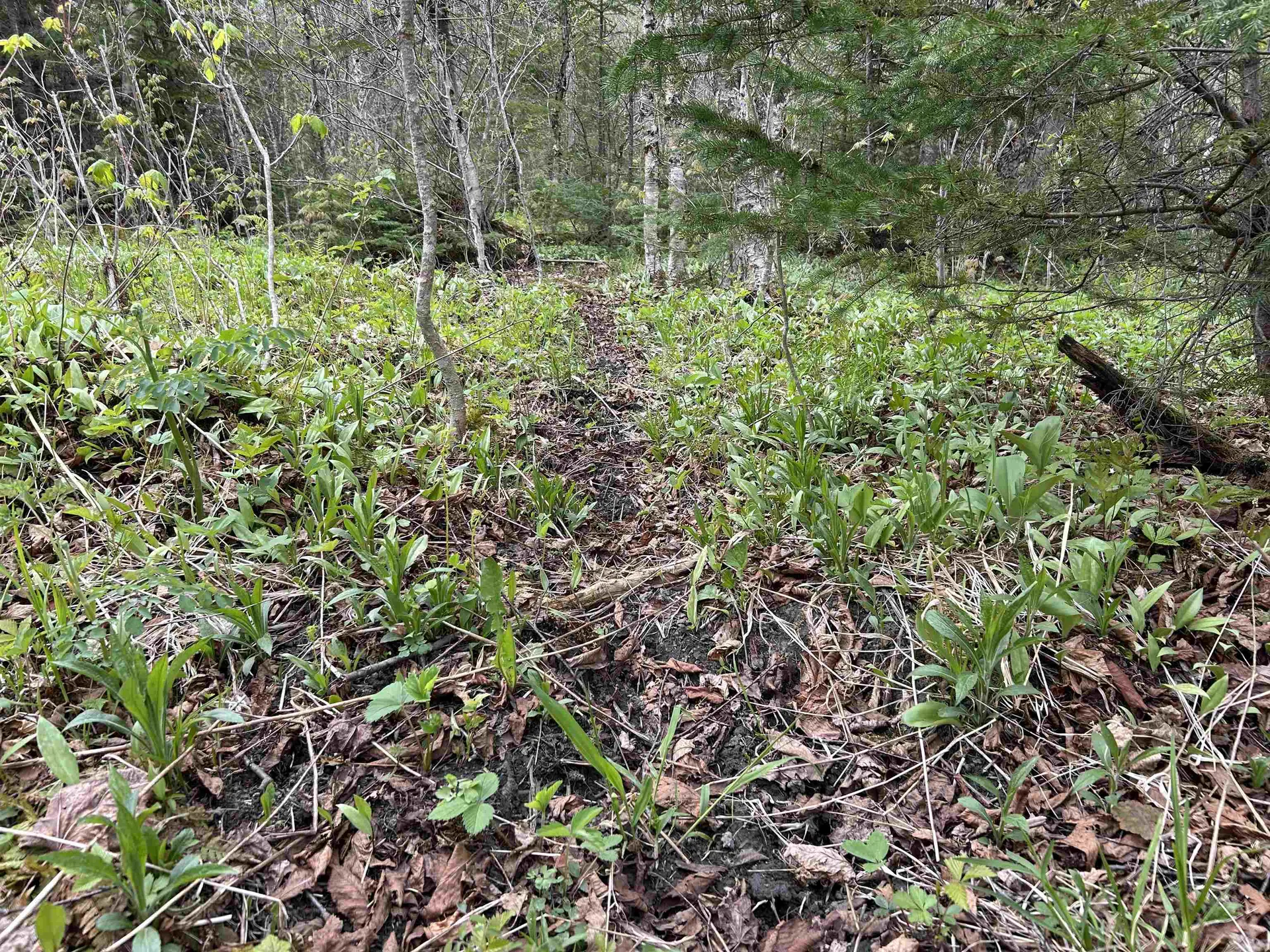 MAPB2LOT16 Deadwater Road Stewartstown NH 03597