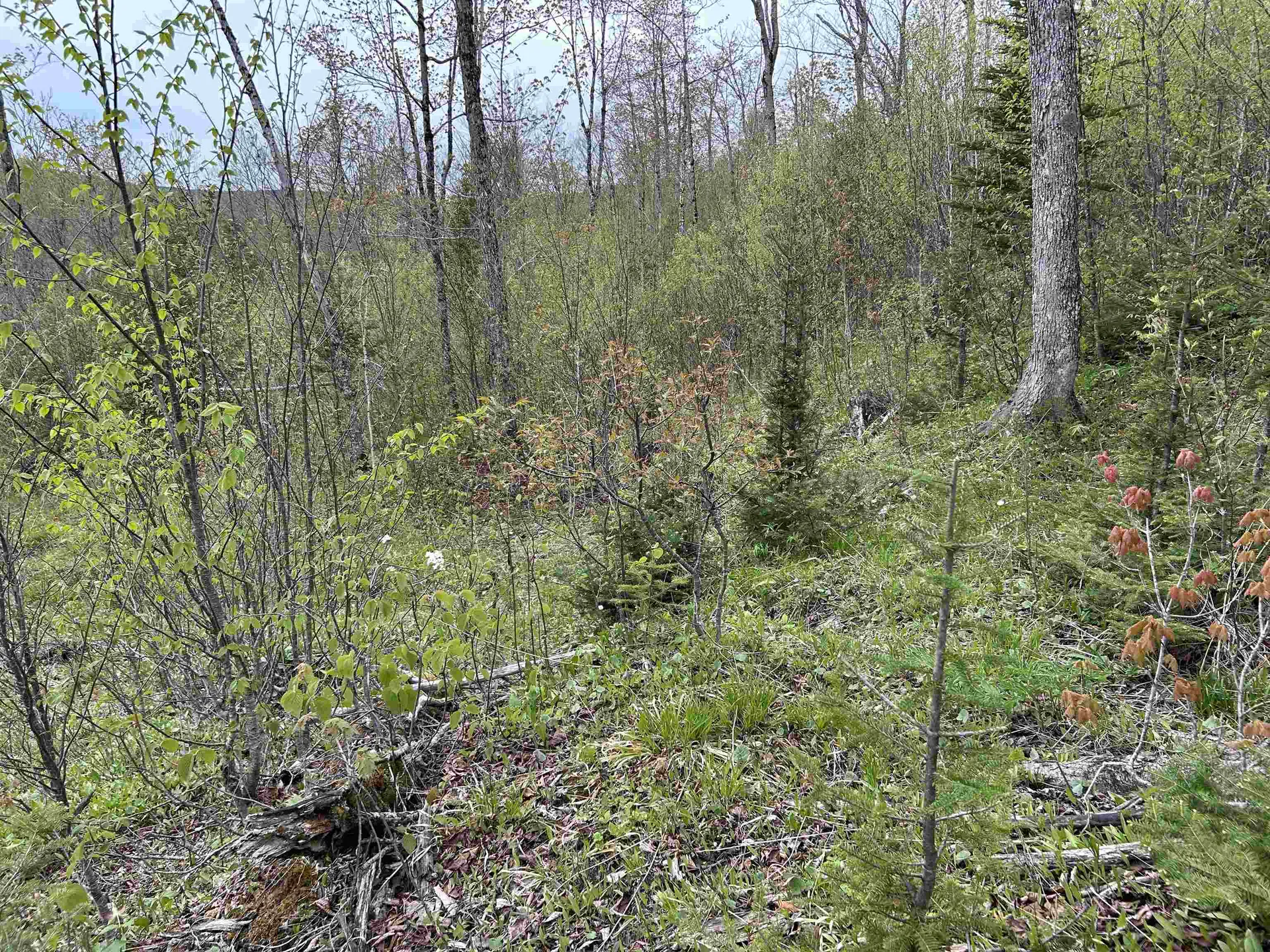 MAPB2LOT16 Deadwater Road Stewartstown NH 03597
