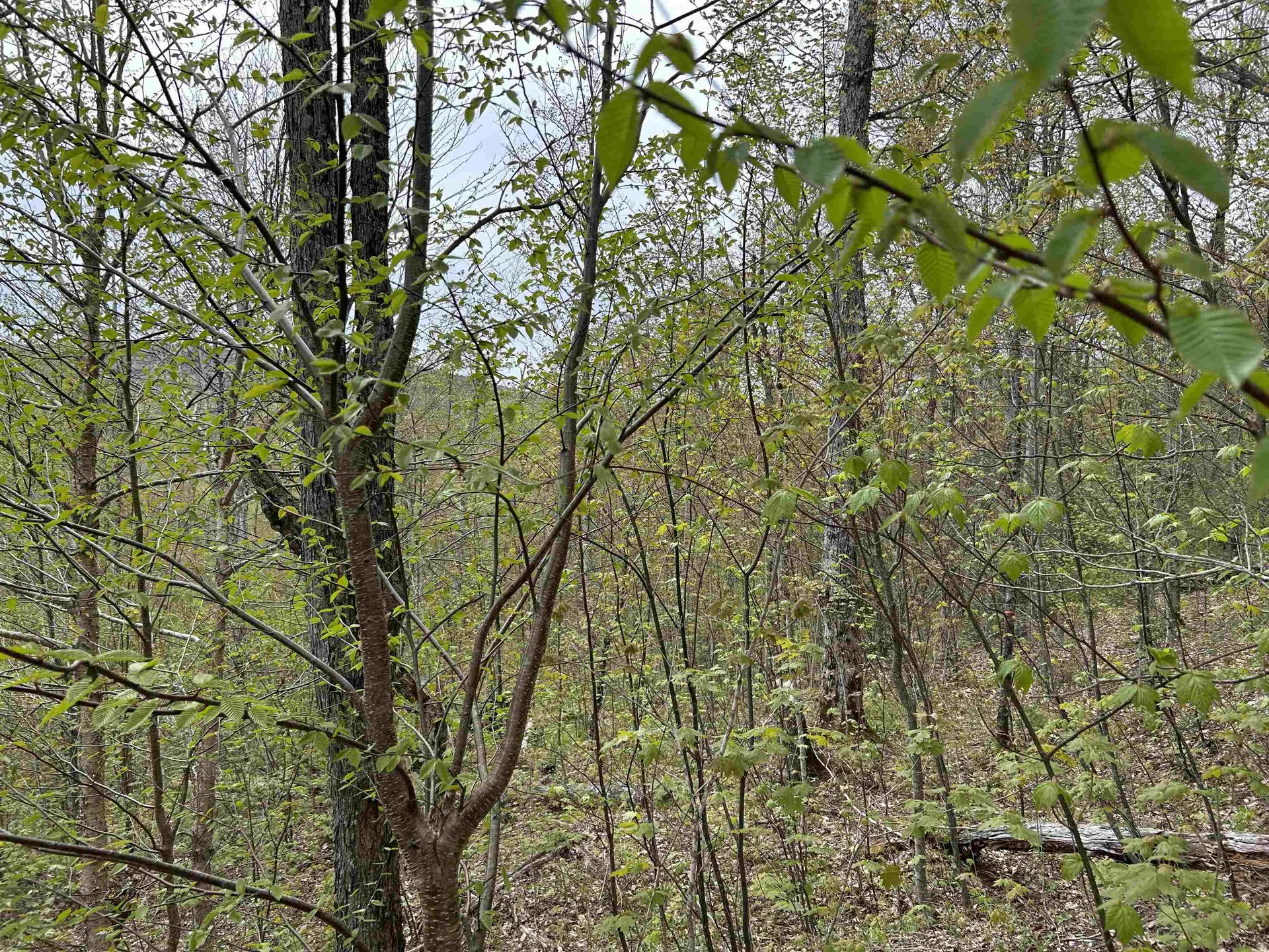 MAPB2LOT16 Deadwater Road Stewartstown NH 03597