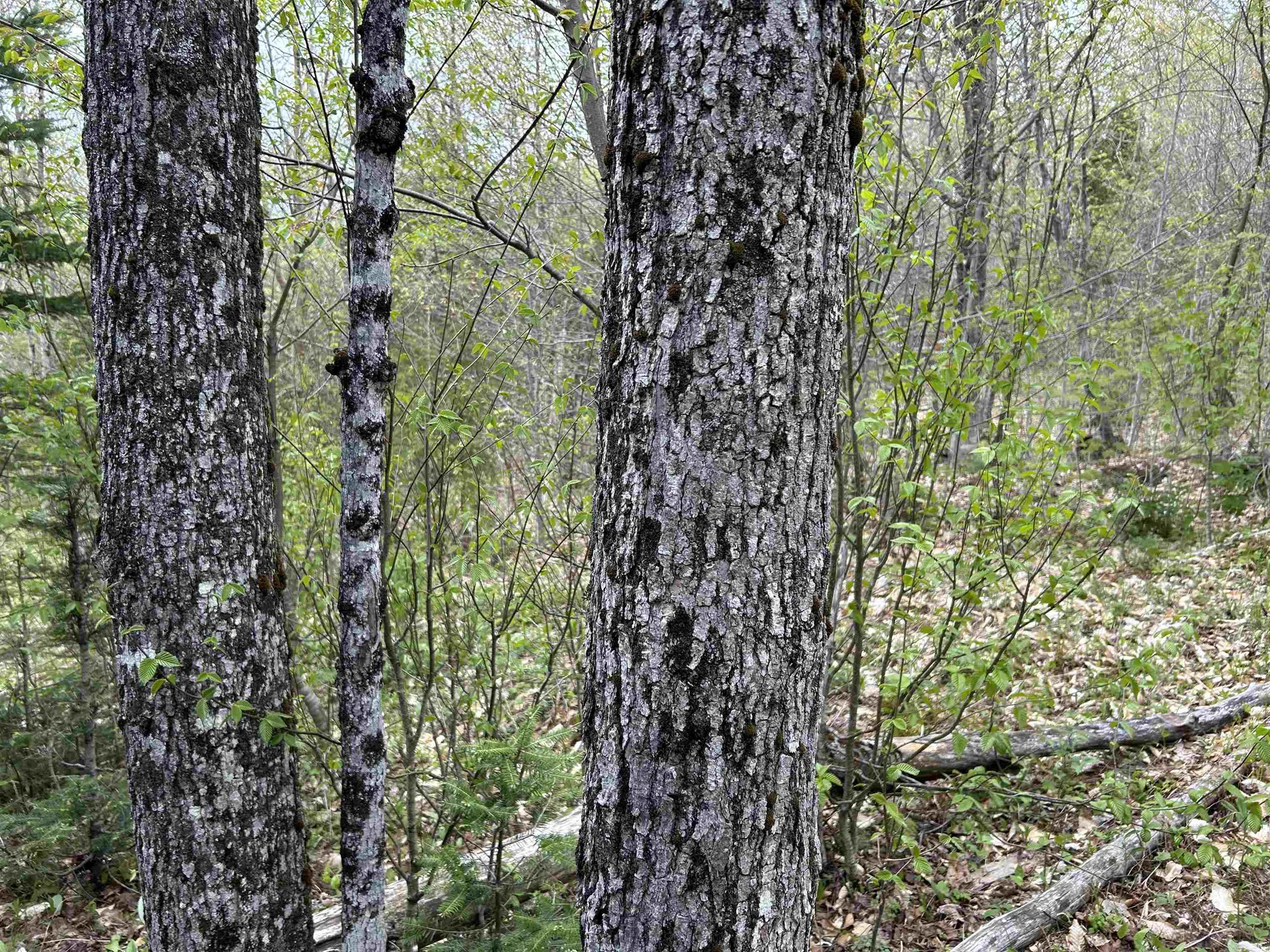 MAPB2LOT16 Deadwater Road Stewartstown NH 03597
