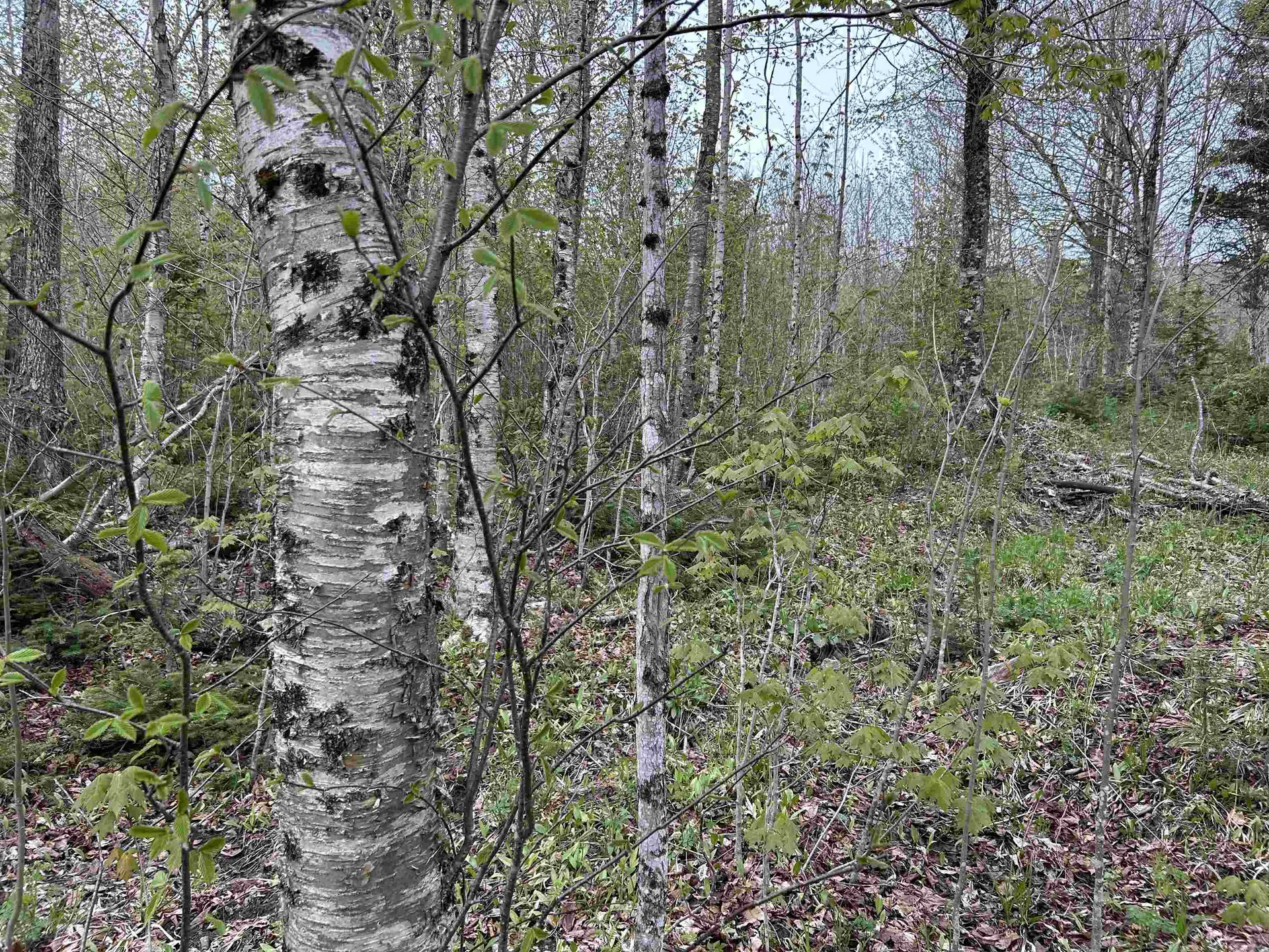 MAPB2LOT16 Deadwater Road Stewartstown NH 03597